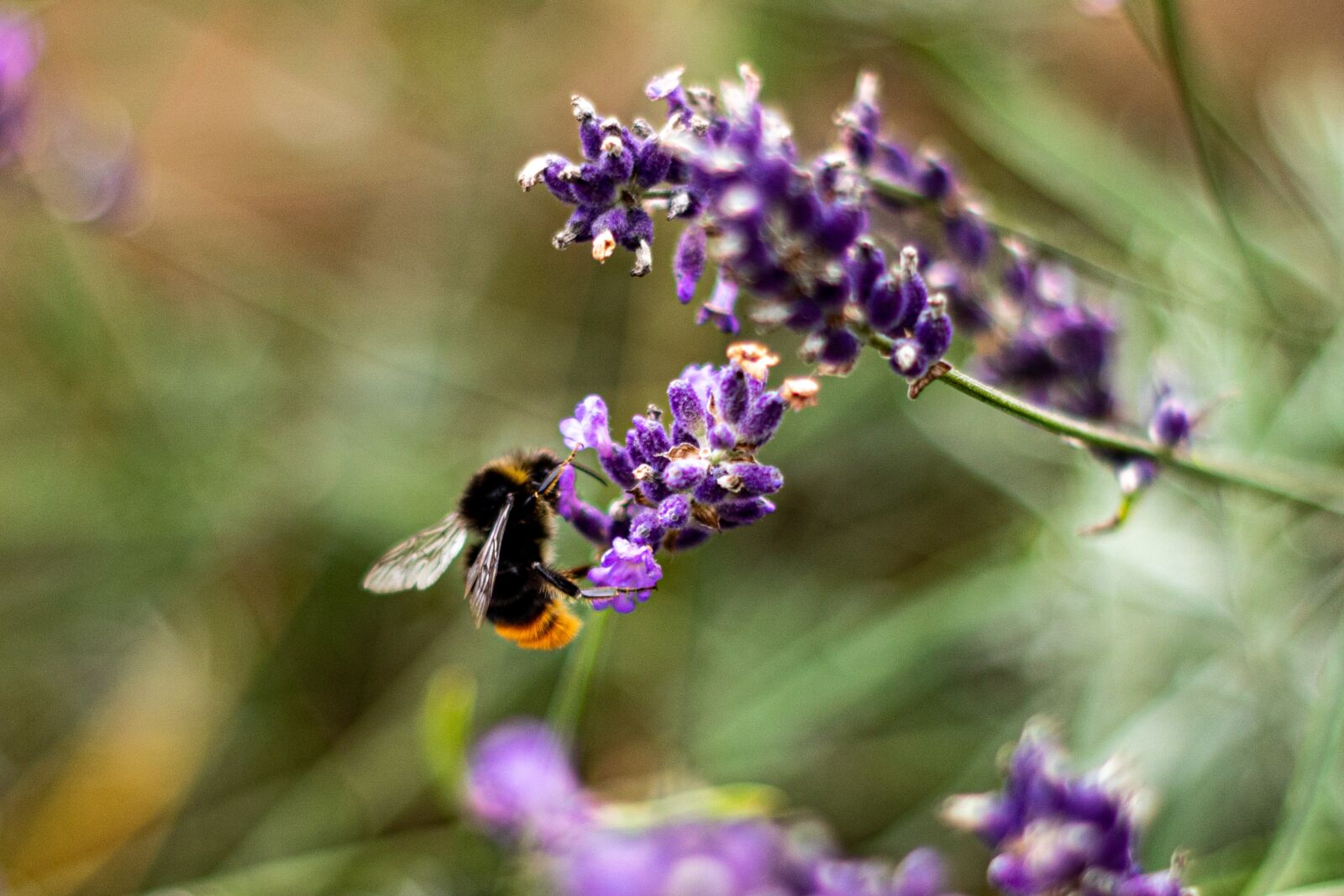 YN50mm f/1.8 II sample photo. Bee, lavender, bumblebee photography