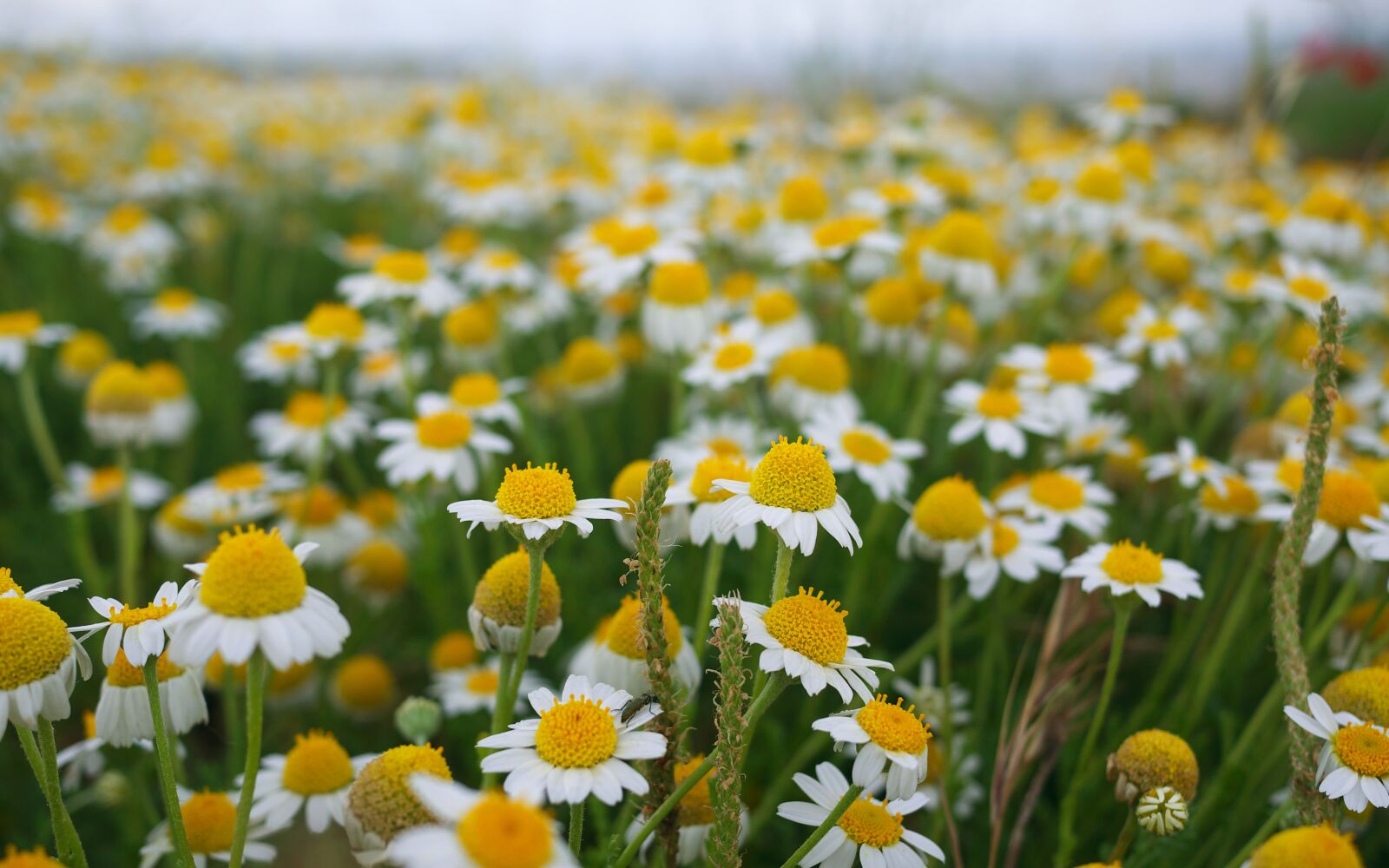 Panasonic Lumix DMC-GX7 sample photo. Nature, flowers, spring photography