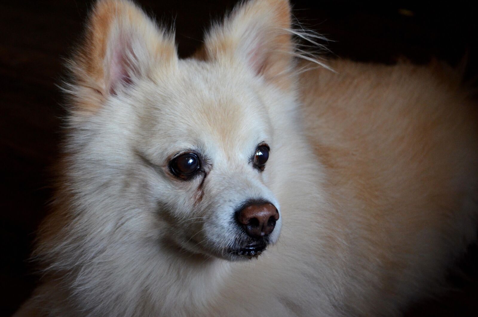 Nikon D5100 sample photo. Pomeranian dog, white, dog photography