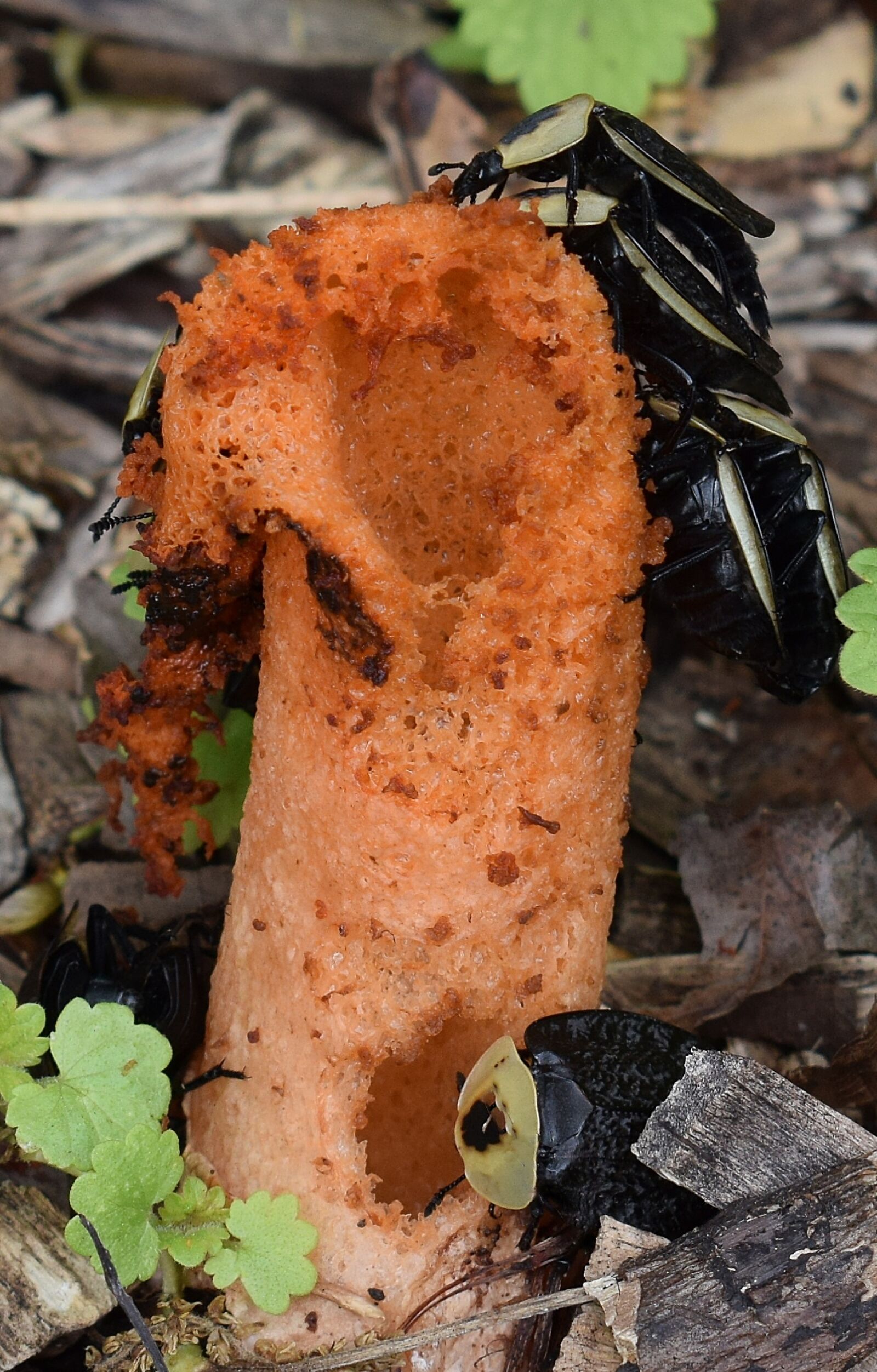 Nikon D3300 sample photo. Stinkhorn fungus, mutinus elegans photography