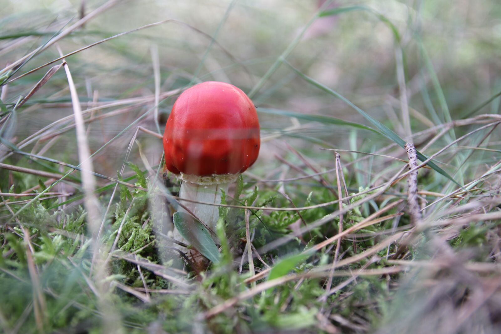 Canon EOS 77D (EOS 9000D / EOS 770D) sample photo. Mushrooms, red, toxic photography