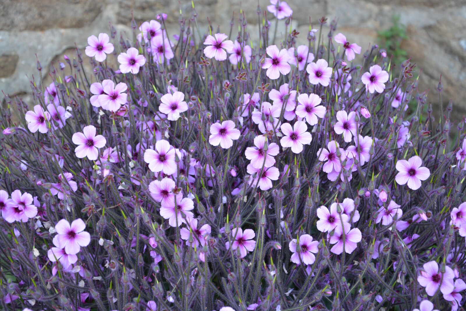 Nikon D5200 sample photo. Flowers, flowers flowers, flora photography