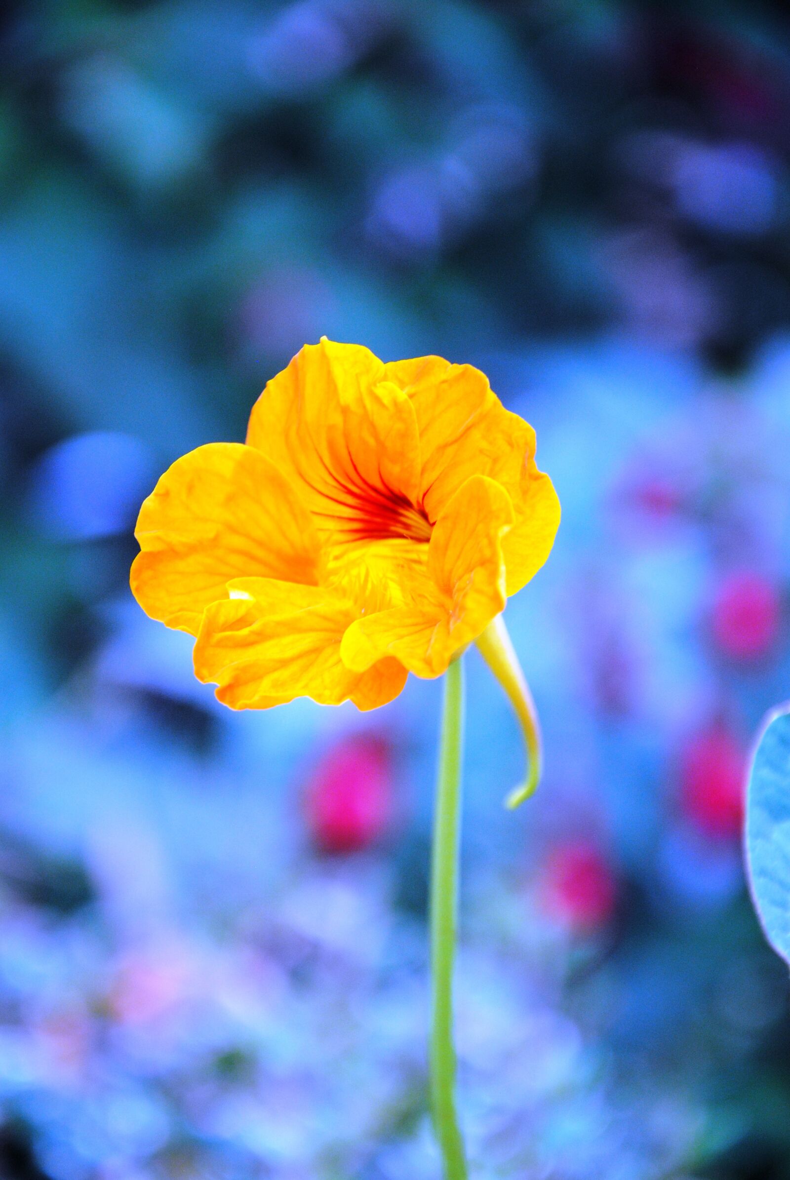Nikon D3000 sample photo. Yellow flower, flower name photography