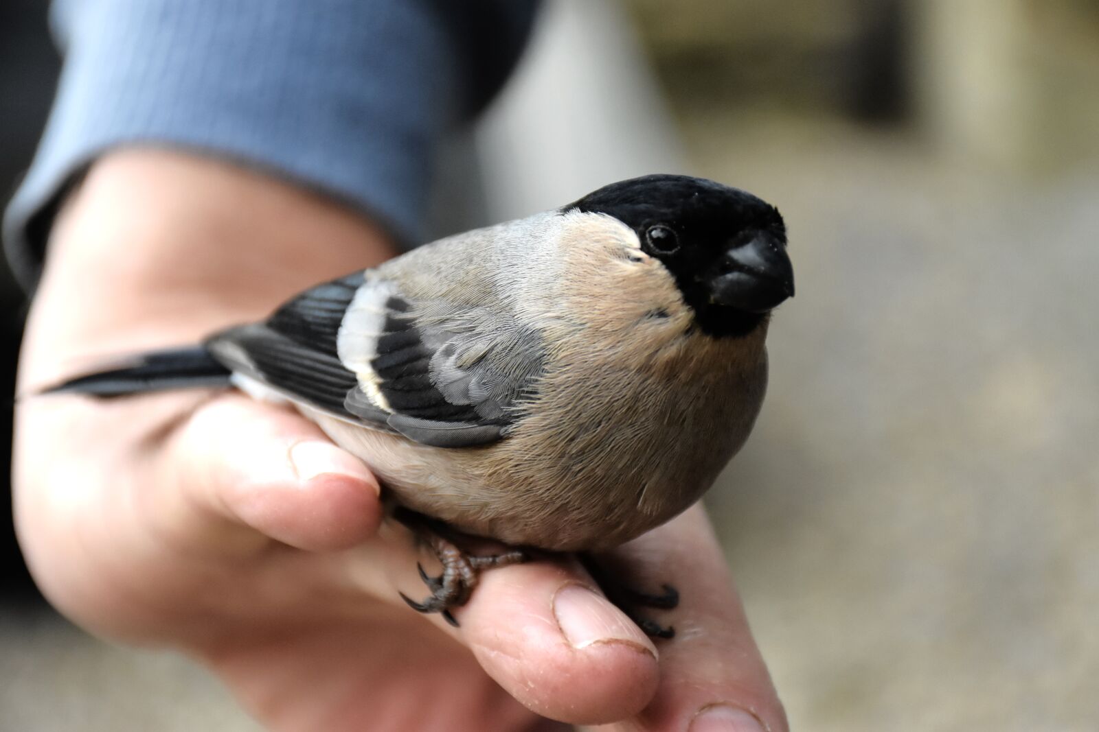 Nikon D7200 sample photo. Bullfinch, finch, bird photography
