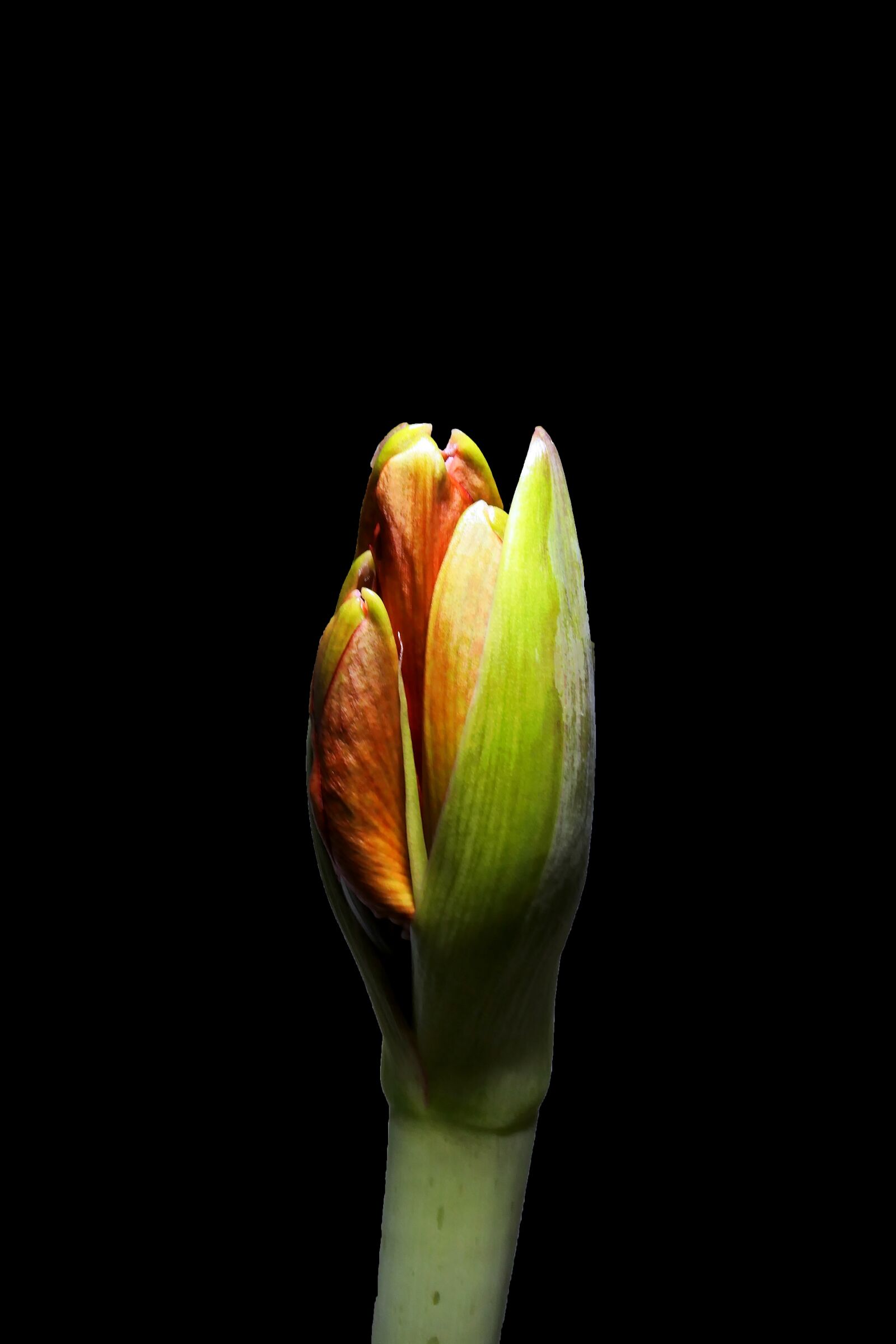 Panasonic Lumix DMC-LX10 (Lumix DMC-LX15) sample photo. Amaryllis, amaryllidaceae, plant photography