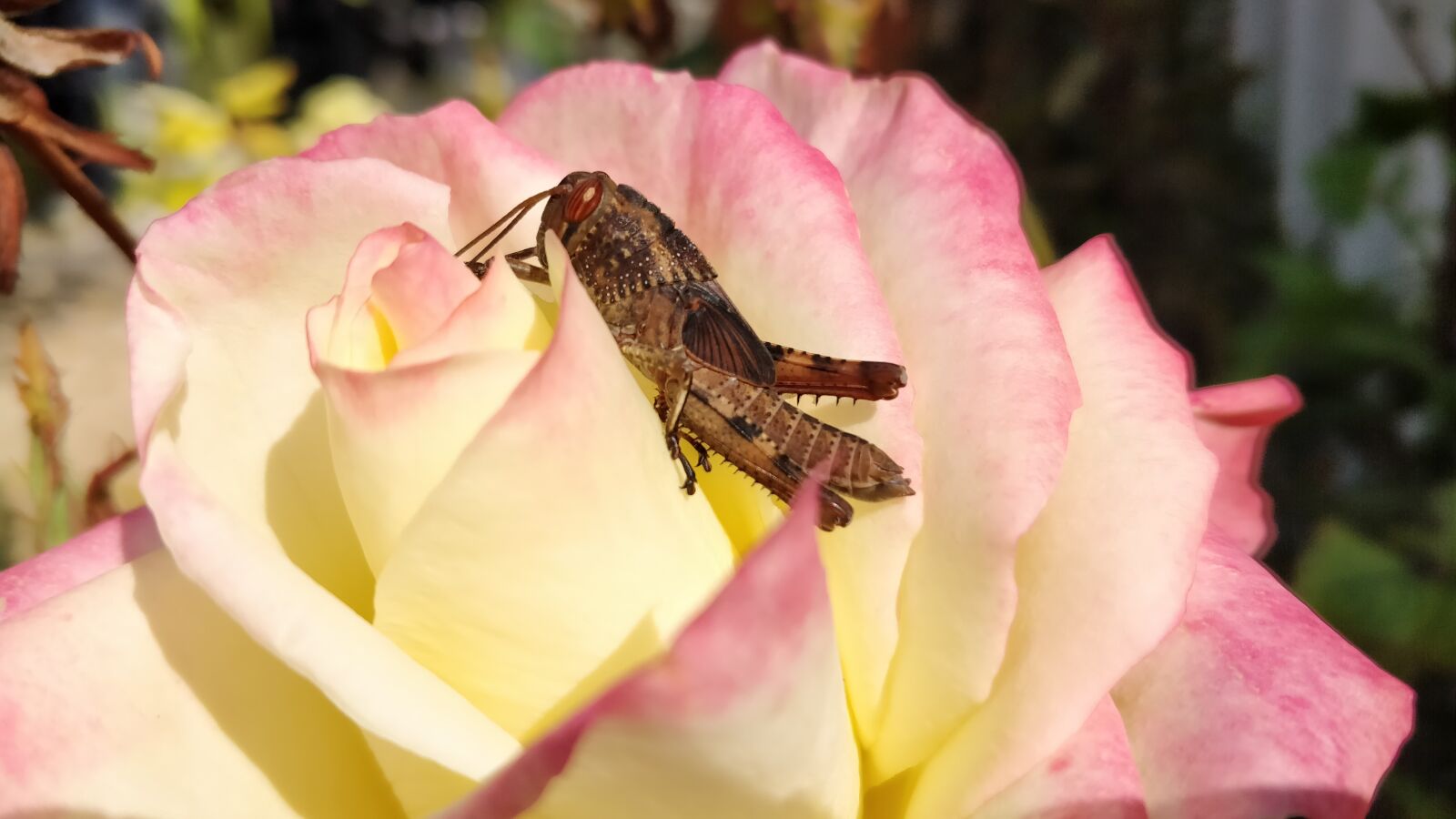 OnePlus 5 sample photo. Cricket flower, flower, cricket photography