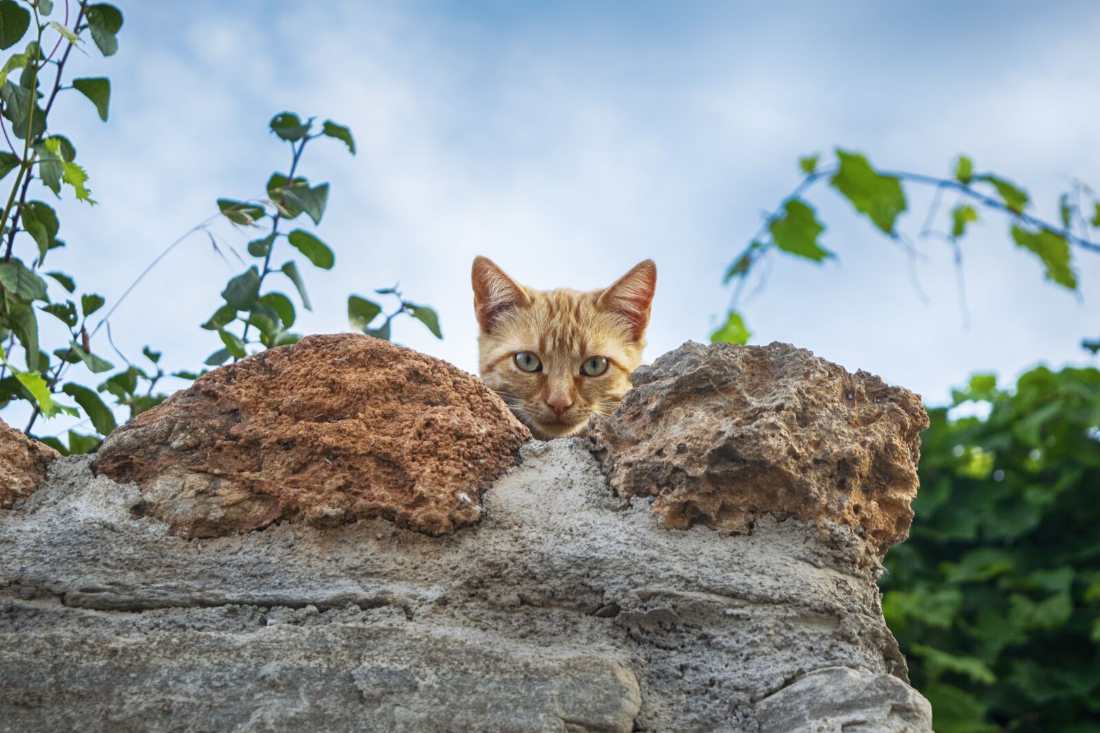 Nikon D3300 sample photo. Cat, curious, pet photography