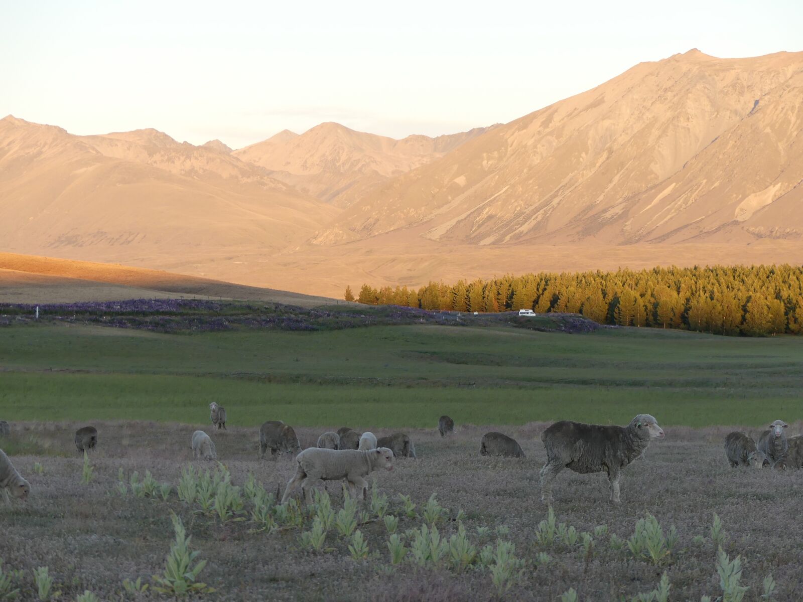 Panasonic Lumix DMC-FZ300 sample photo. Sheep, sunset, mountains photography