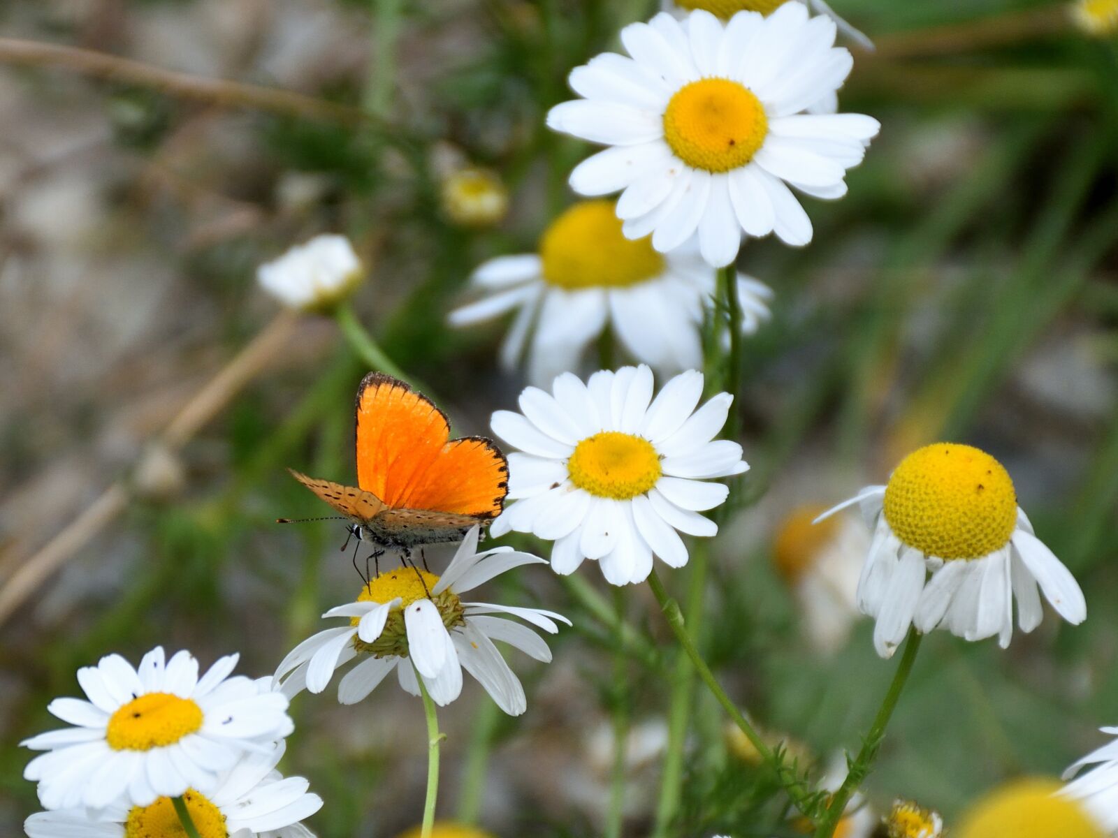 Nikon D5500 sample photo. Butterfly, marguerite, close up photography