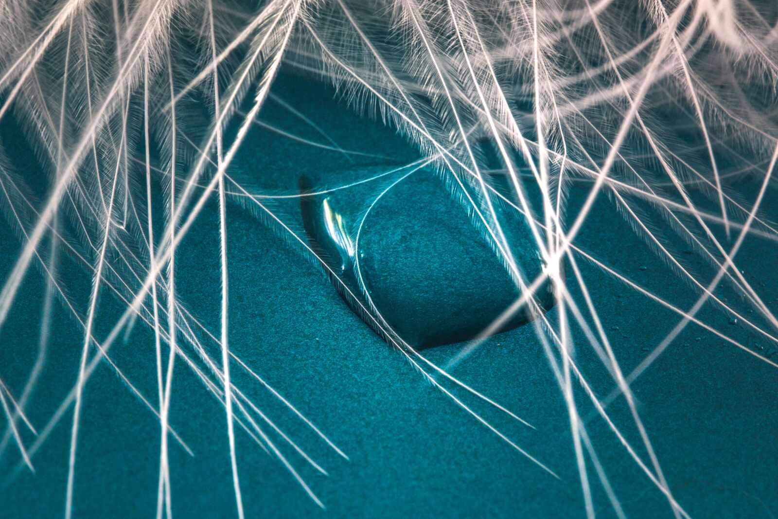 Canon EOS 70D sample photo. Feather, drip, close up photography