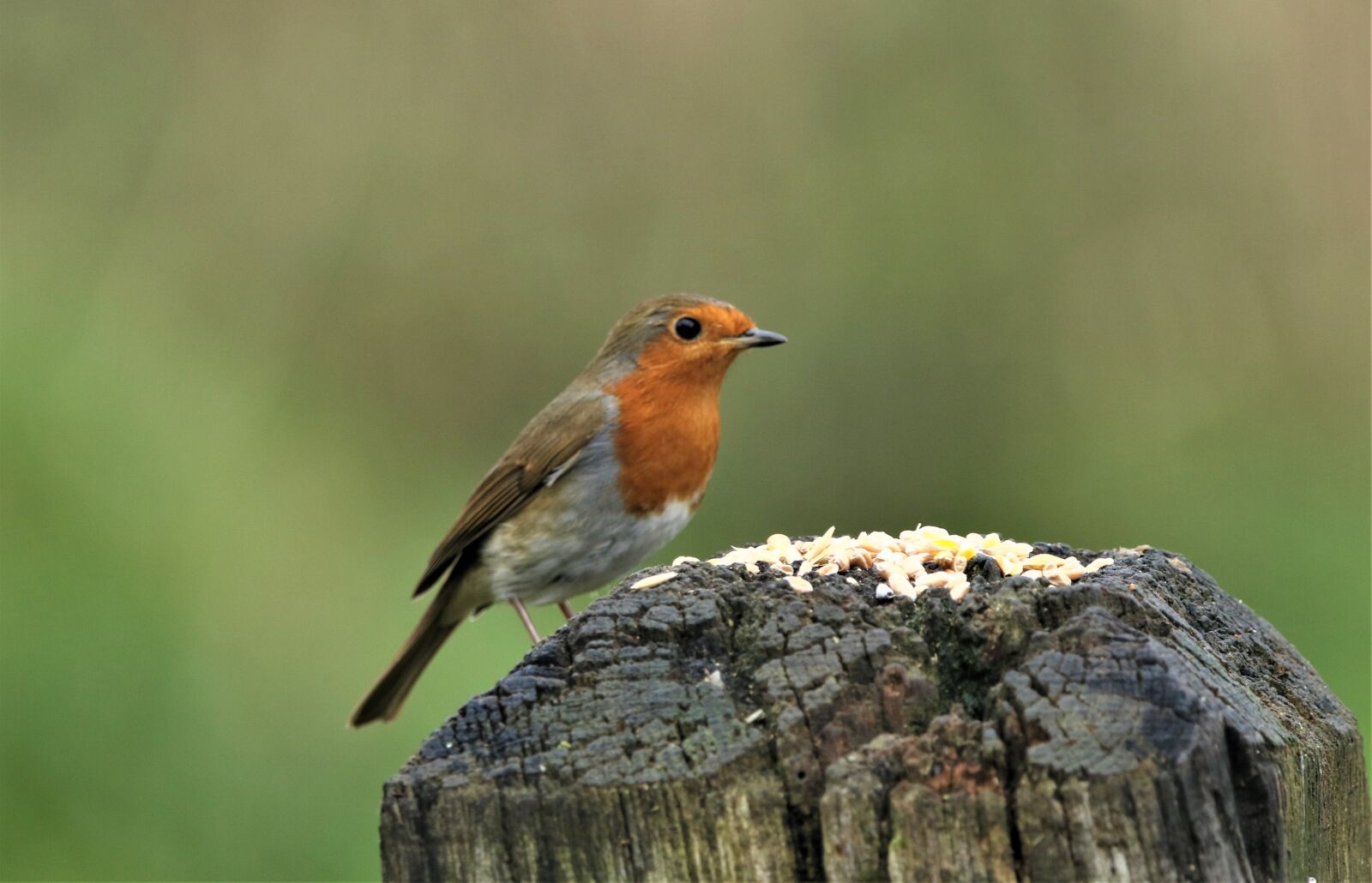 150-600mm F5-6.3 DG OS HSM | Contemporary 015 sample photo. Robin, bird, close up photography