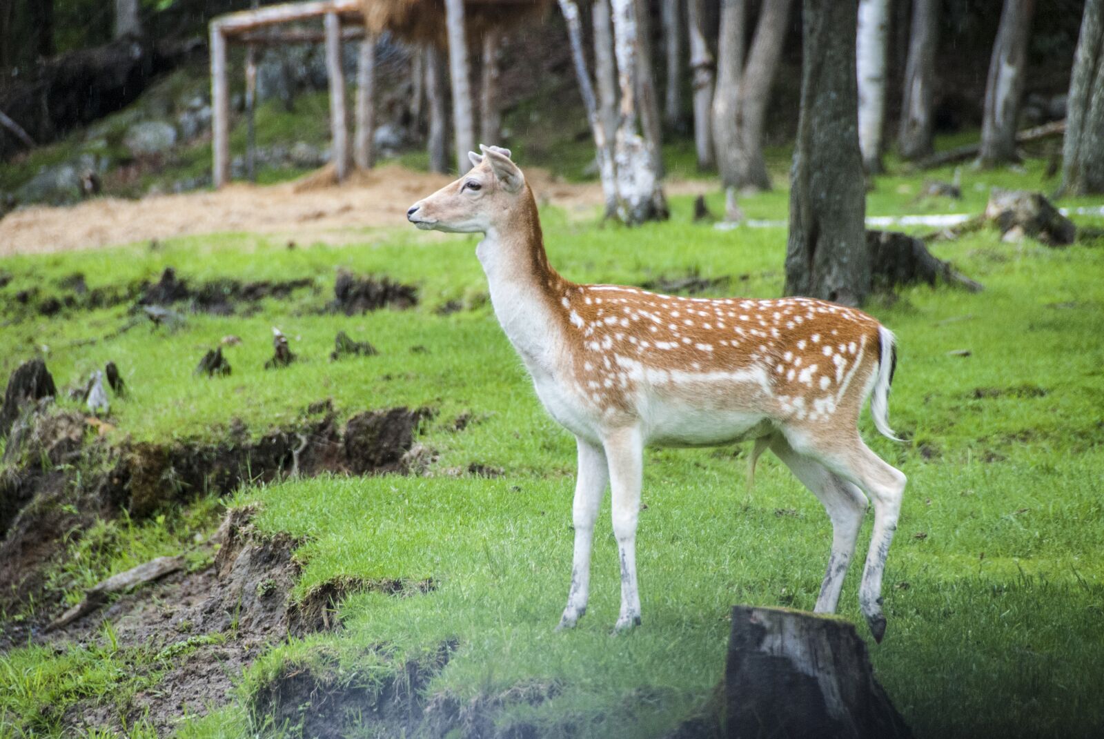 Nikon D80 sample photo. America, canada, omega park photography