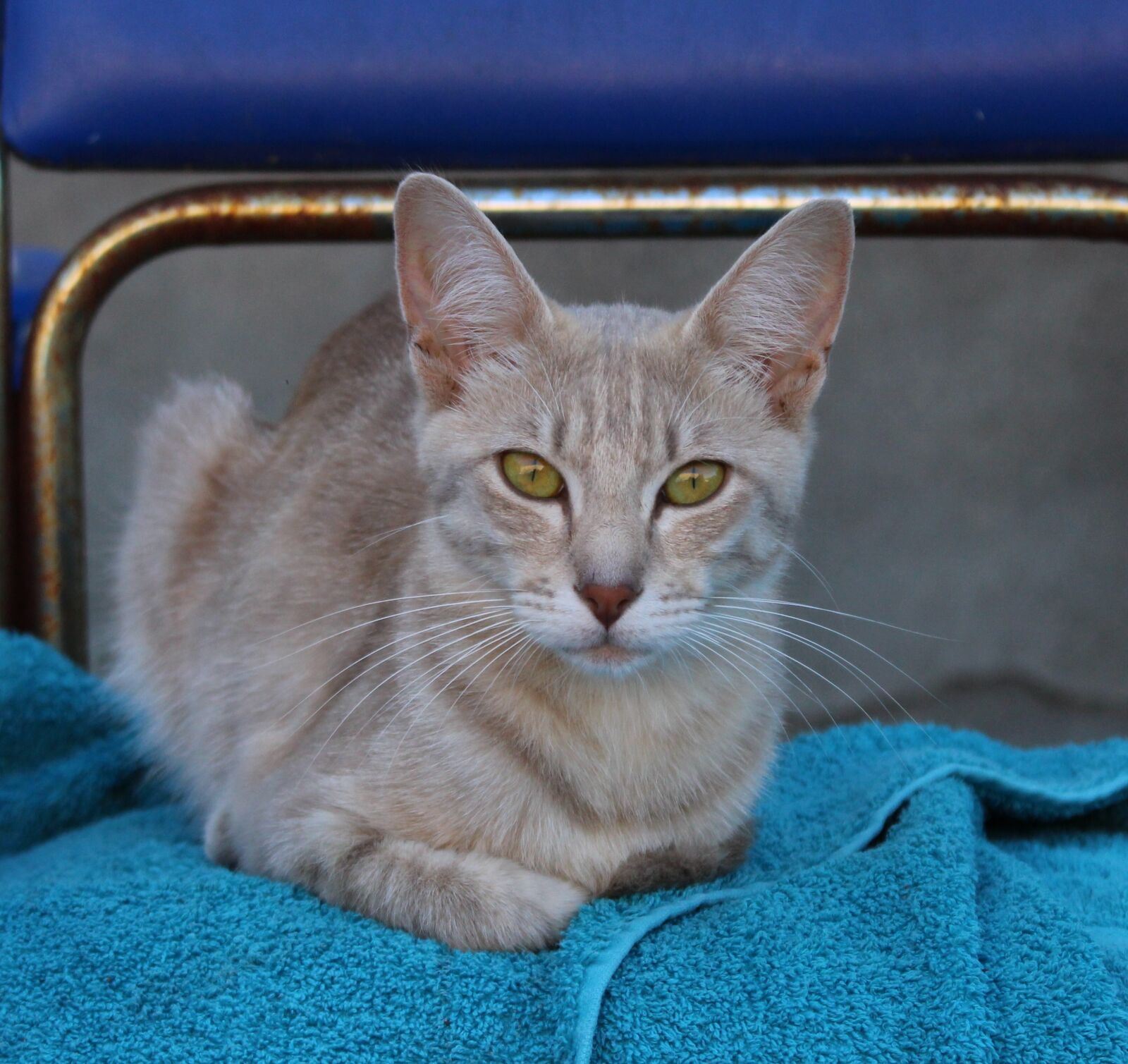 Canon EOS 100D (EOS Rebel SL1 / EOS Kiss X7) sample photo. Cat, eyes, blue photography