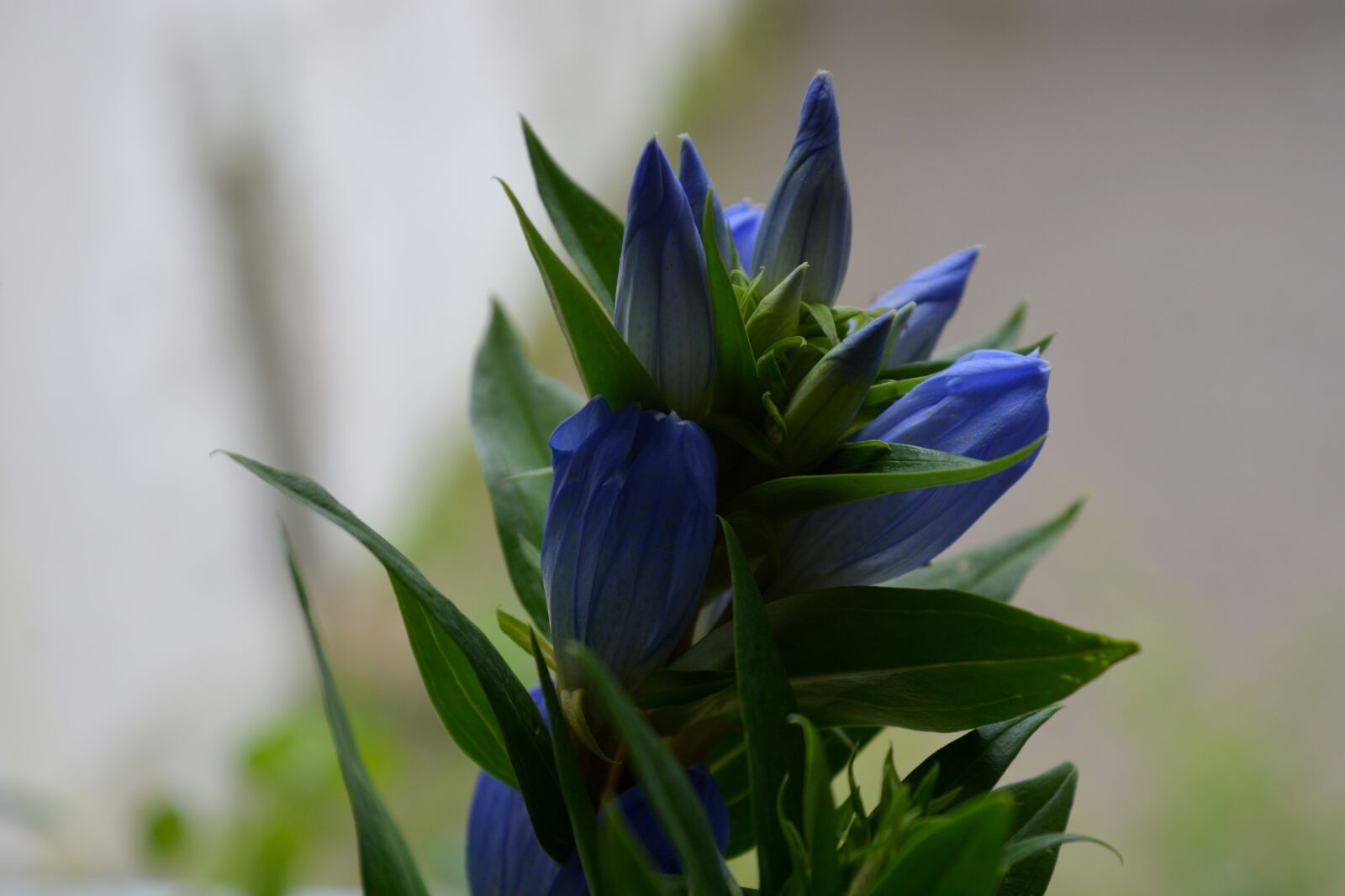 Nikon D7100 sample photo. Nature, plant, gentian photography