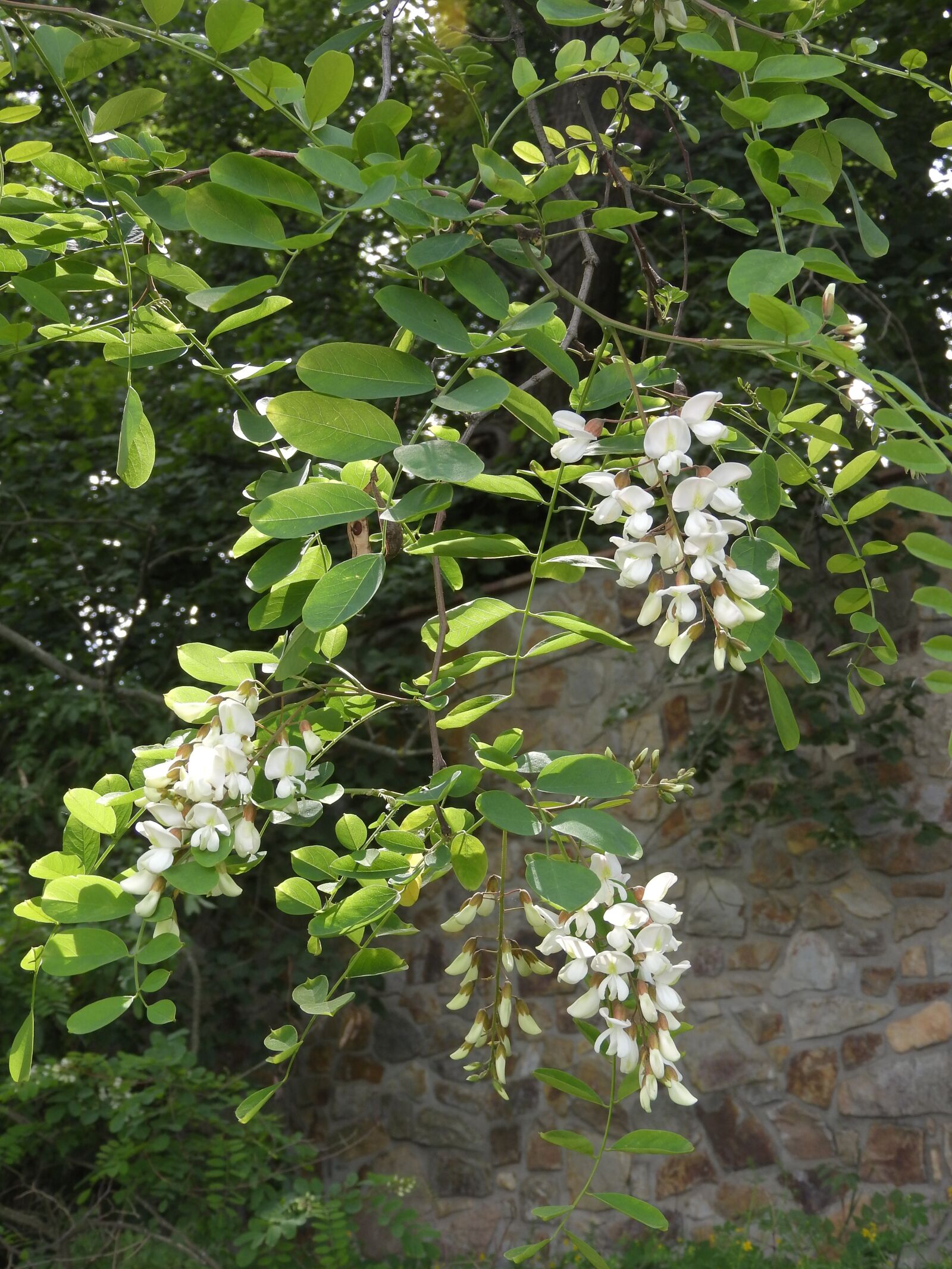 Nikon Coolpix P610 sample photo. Black locust, robinia pseudoacacia photography