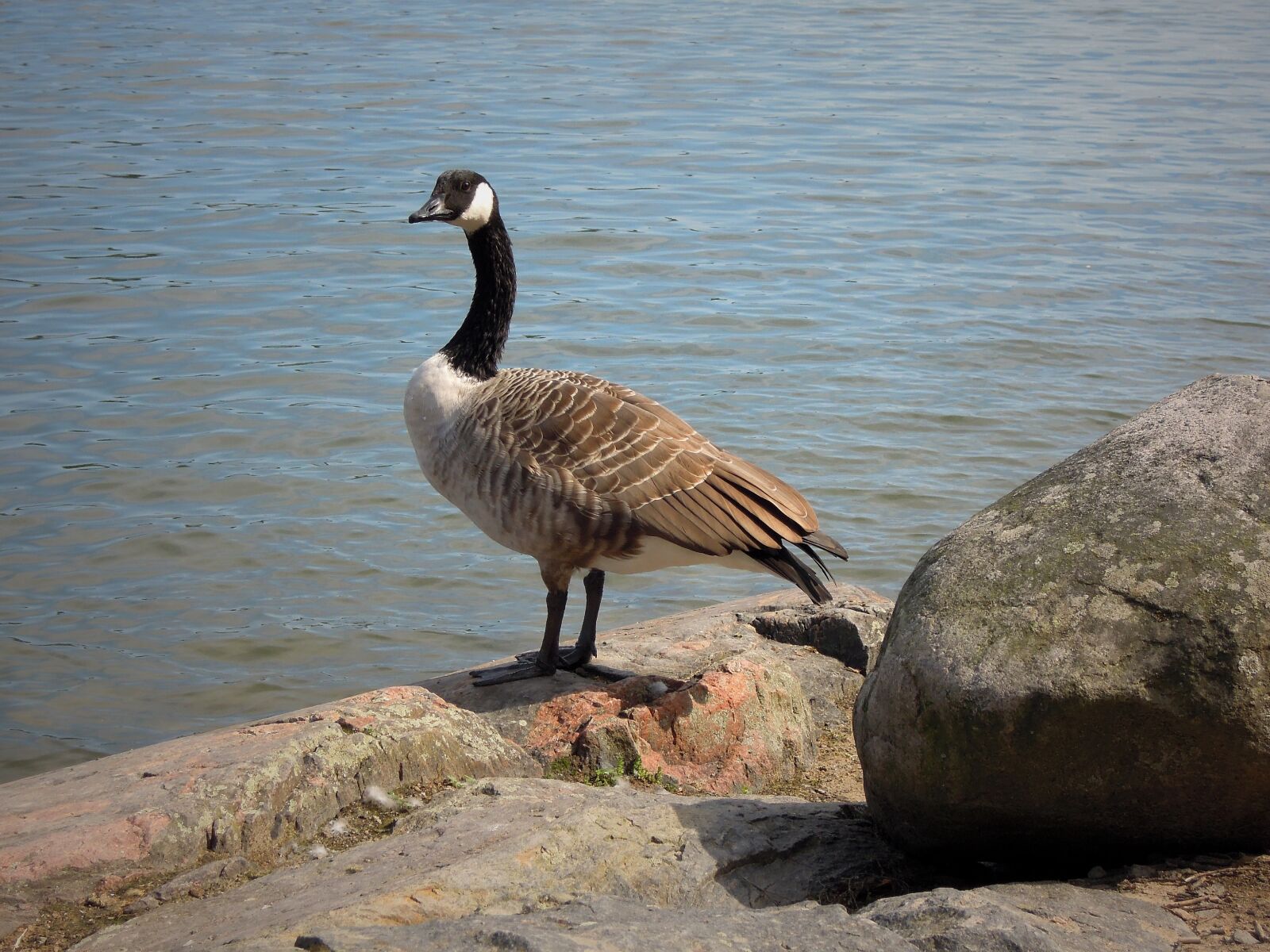 Nikon Coolpix P300 sample photo. Canada goose, goose, bird photography