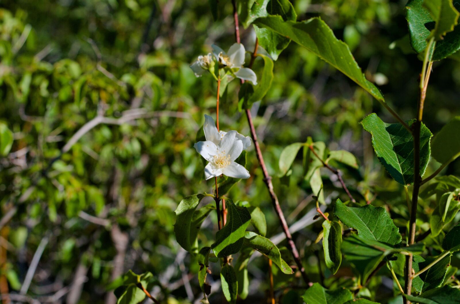 Nikon D7000 sample photo. Flower, white, bloom photography