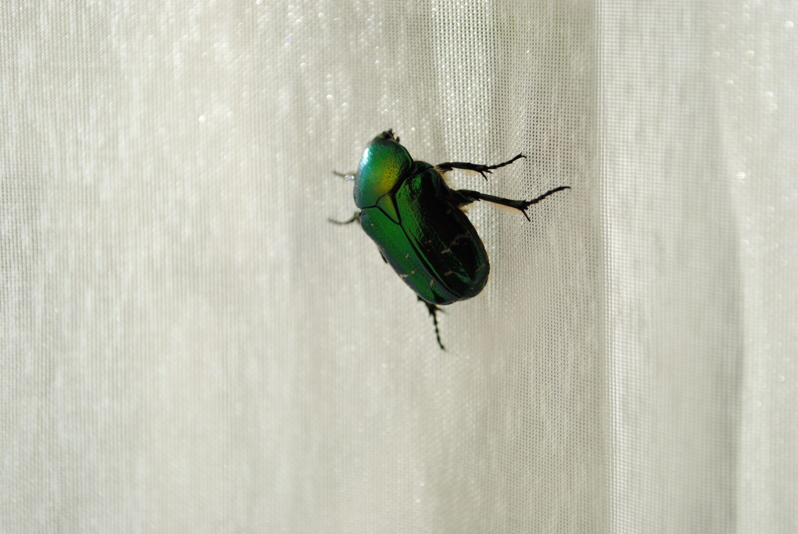 Nikon D3000 sample photo. Beetle, insects, animals photography