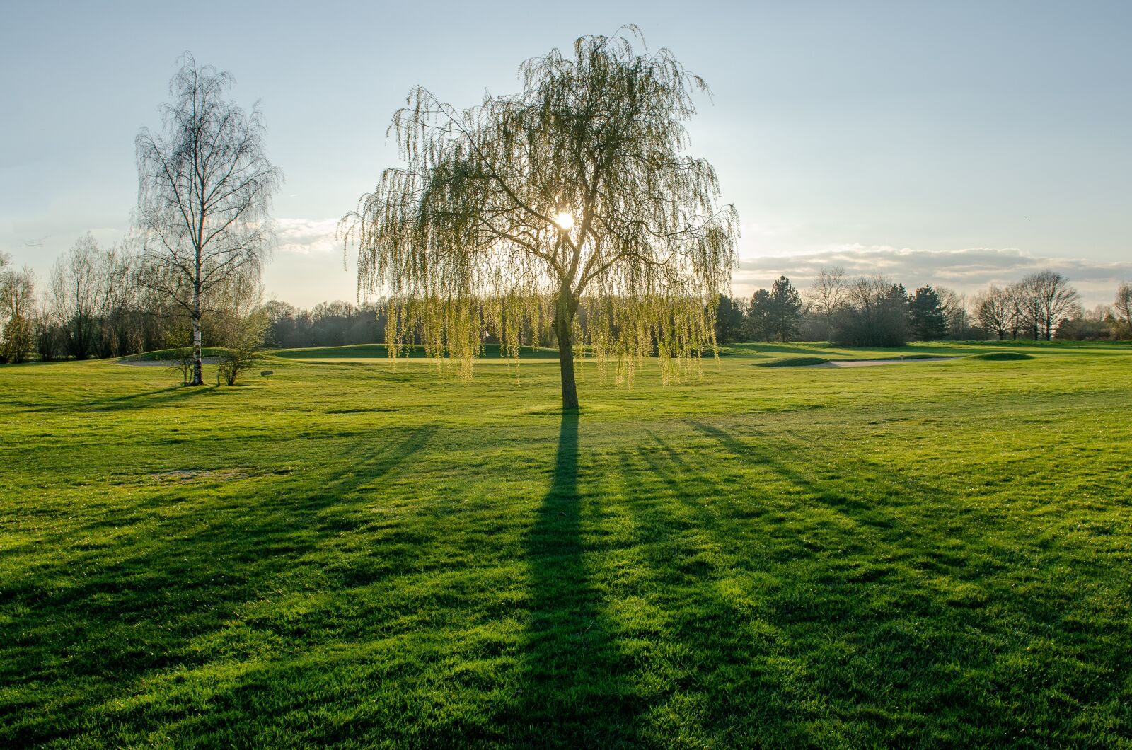 Nikon D7000 sample photo. Shadow, tree, landscape photography