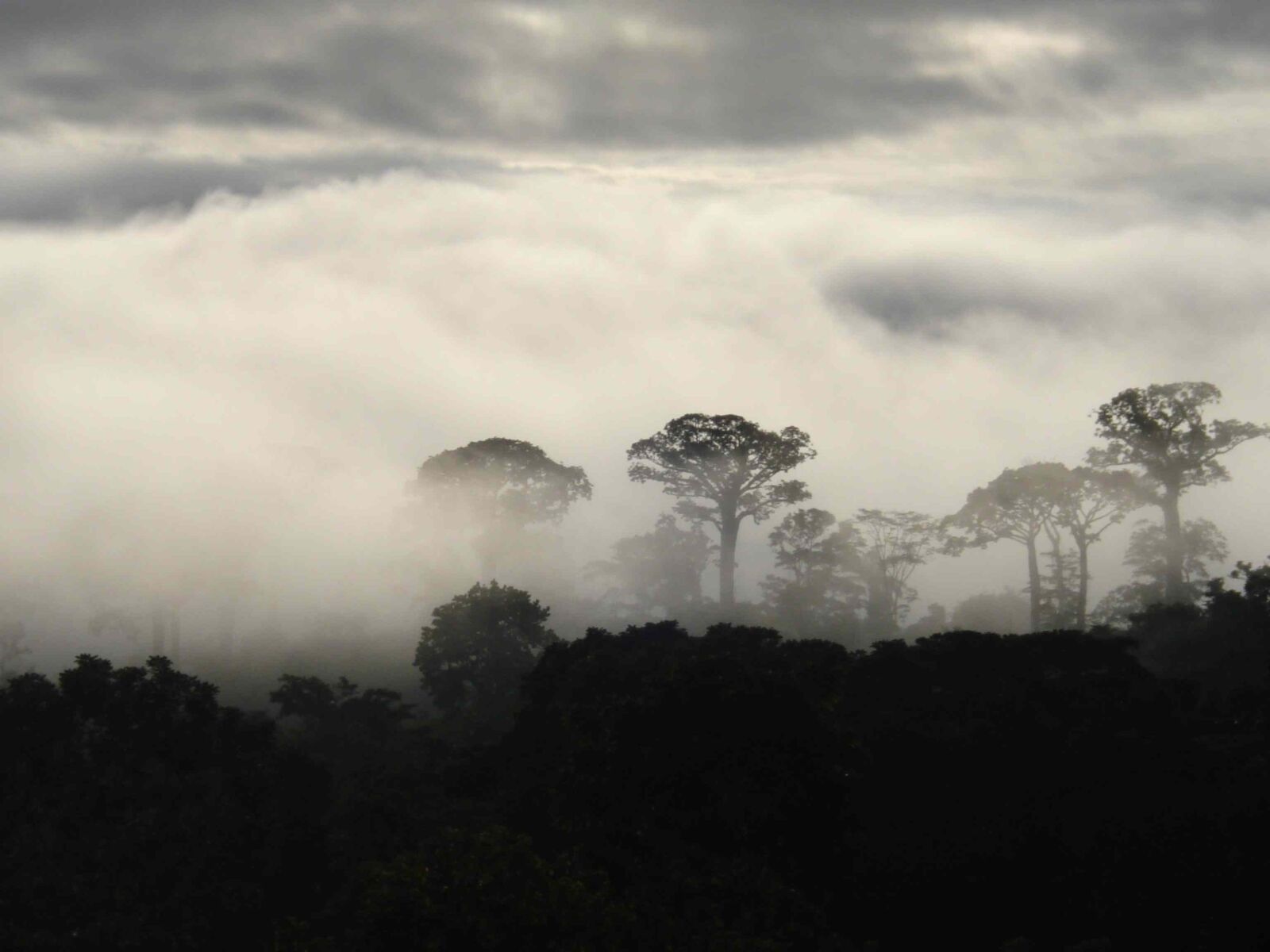 Sony DSC-W35 sample photo. Niebla, morning, colombia photography