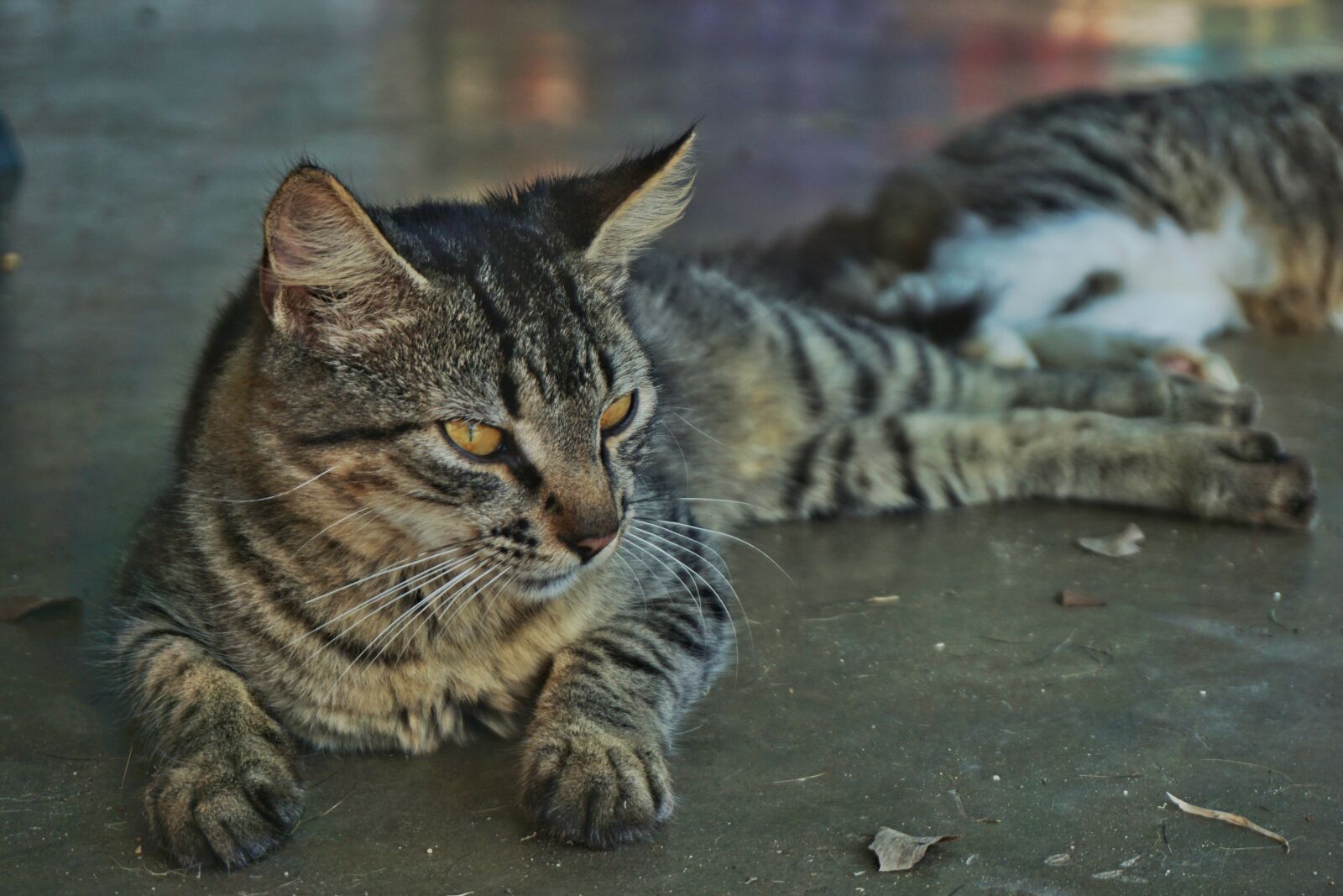 Sony E 16-50mm F3.5-5.6 PZ OSS sample photo. Cat, pet, animal photography