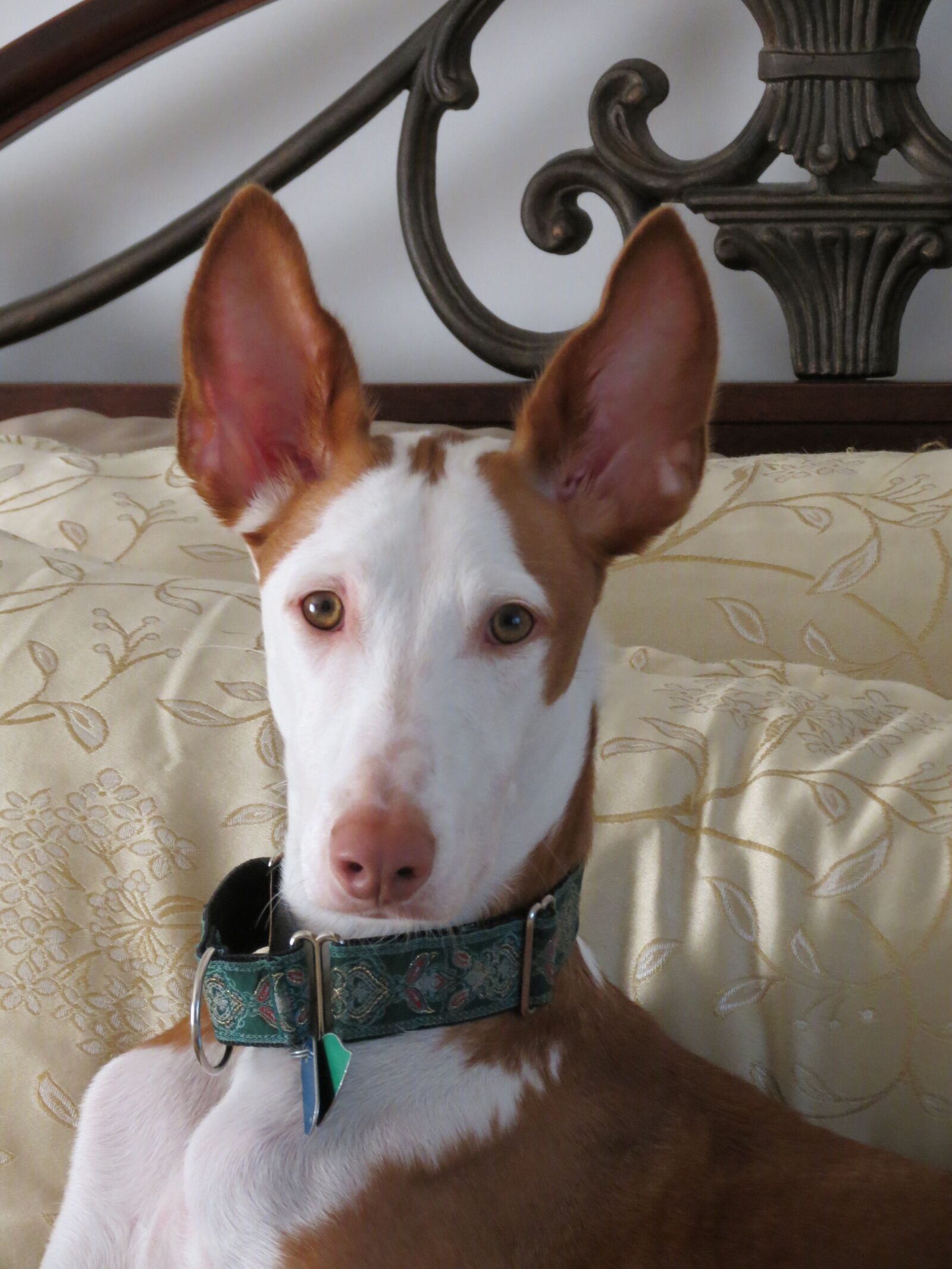 Canon PowerShot SX40 HS sample photo. Ibizan hound, dog, ibizan photography