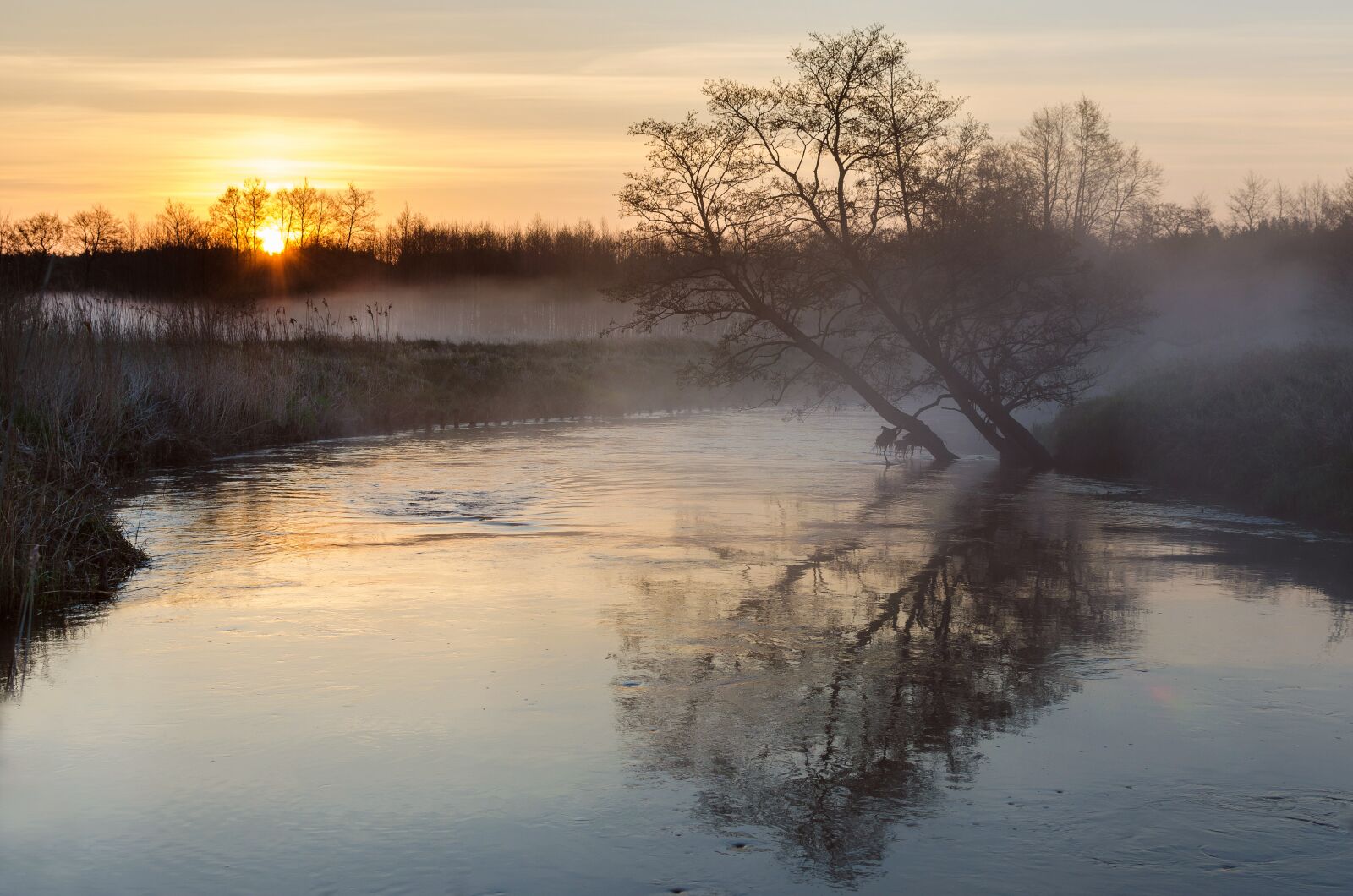 Nikon D5100 sample photo. Tree, river, water photography
