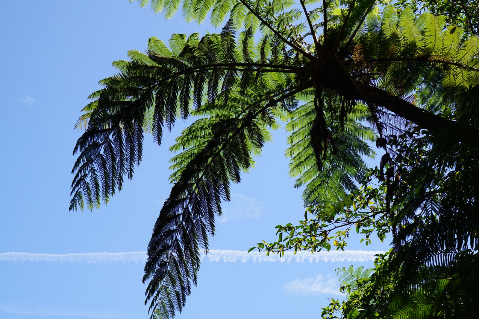 Sony E 55-210mm F4.5-6.3 OSS sample photo. Tree, leaves, sky photography