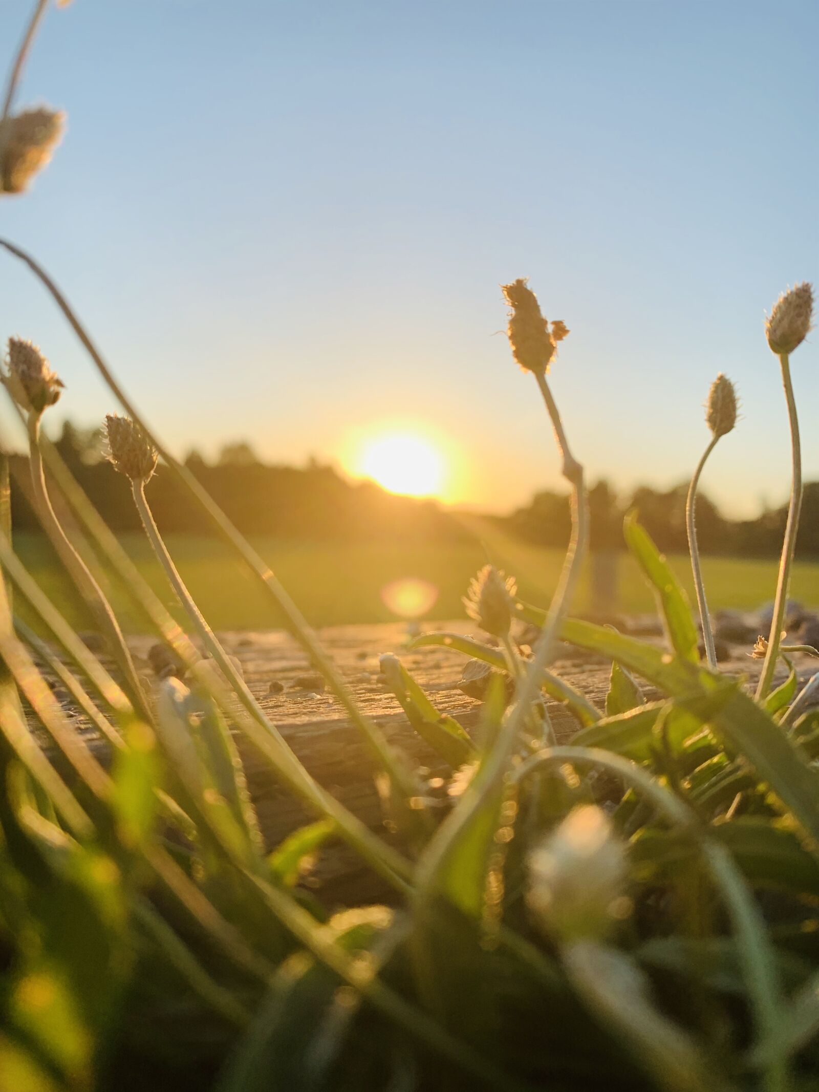 Apple iPhone XS sample photo. Sunset, grass, nature photography