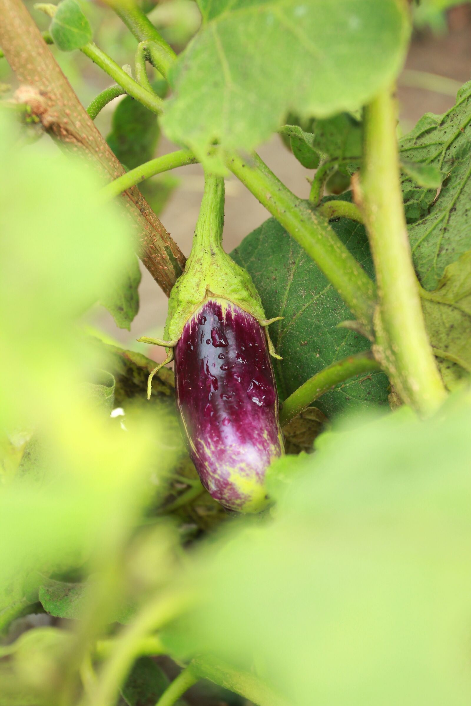 Canon EOS 550D (EOS Rebel T2i / EOS Kiss X4) sample photo. Plant, eggplant, vegetable photography