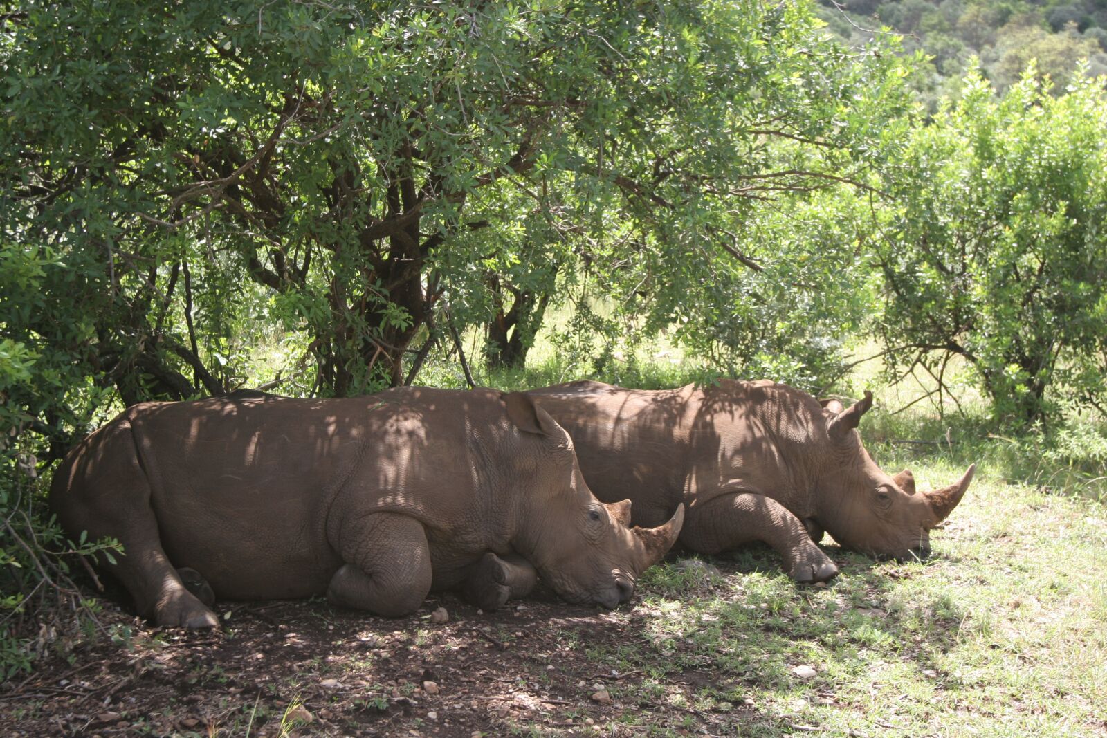 Canon EOS 20D sample photo. Rhino, rest, animals photography