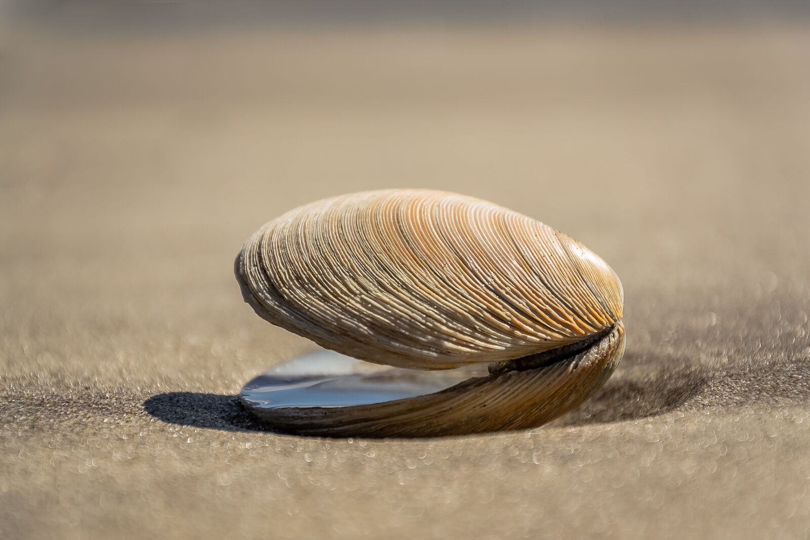 Nikon D3100 sample photo. Seashell, shell, beach photography