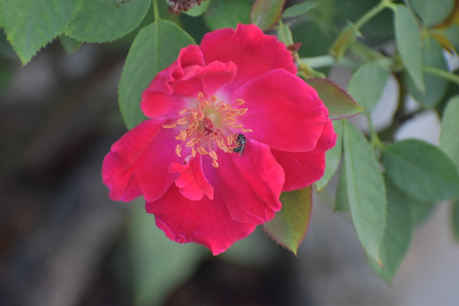 Nikon D5600 sample photo. Rose, honey bee, bee photography