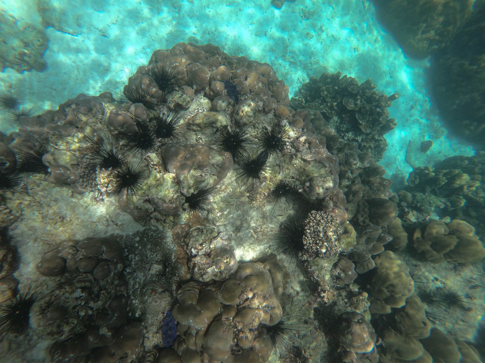 GoPro Hero7 Black sample photo. Ocean, coral reef, sea photography