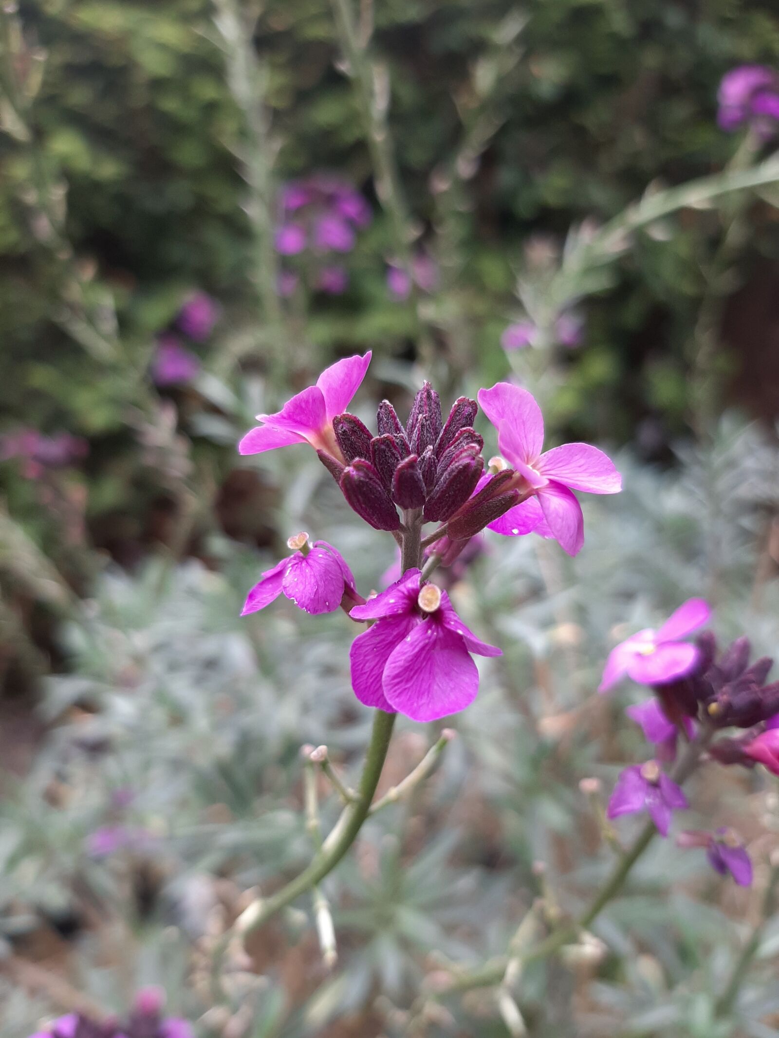 Samsung Galaxy A50 sample photo. Spring, blossoming, flower photography