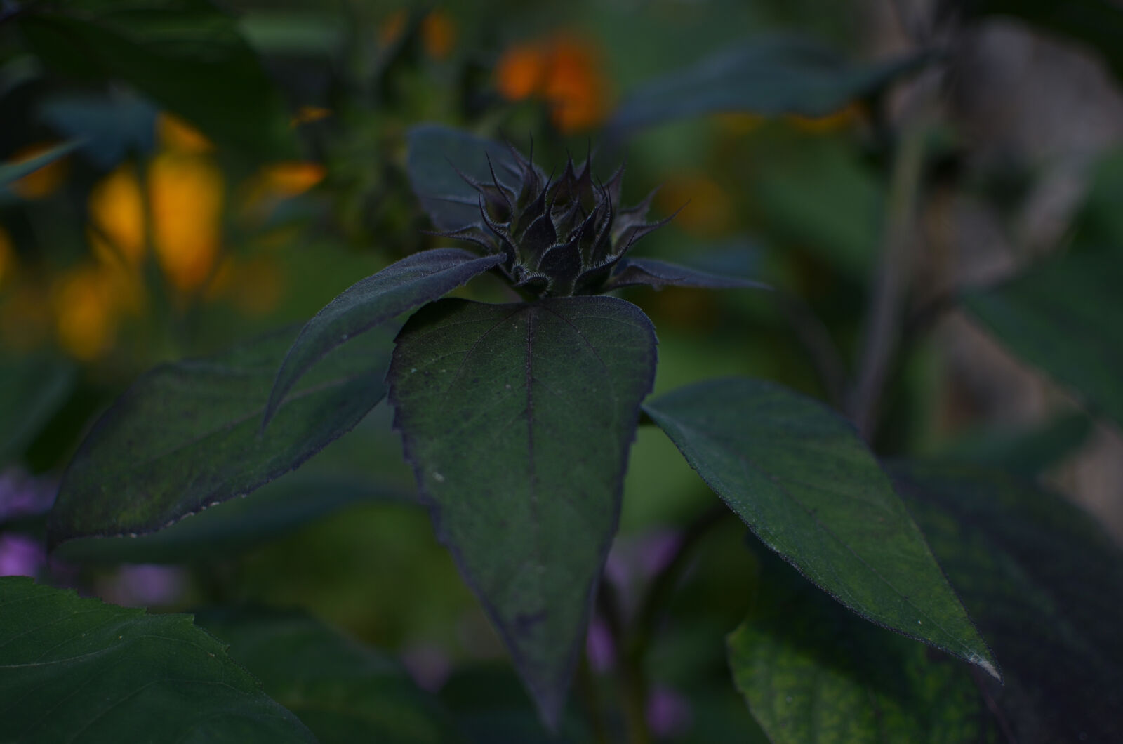 Nikon AF-S DX Nikkor 35mm F1.8G sample photo. Dark, flower photography