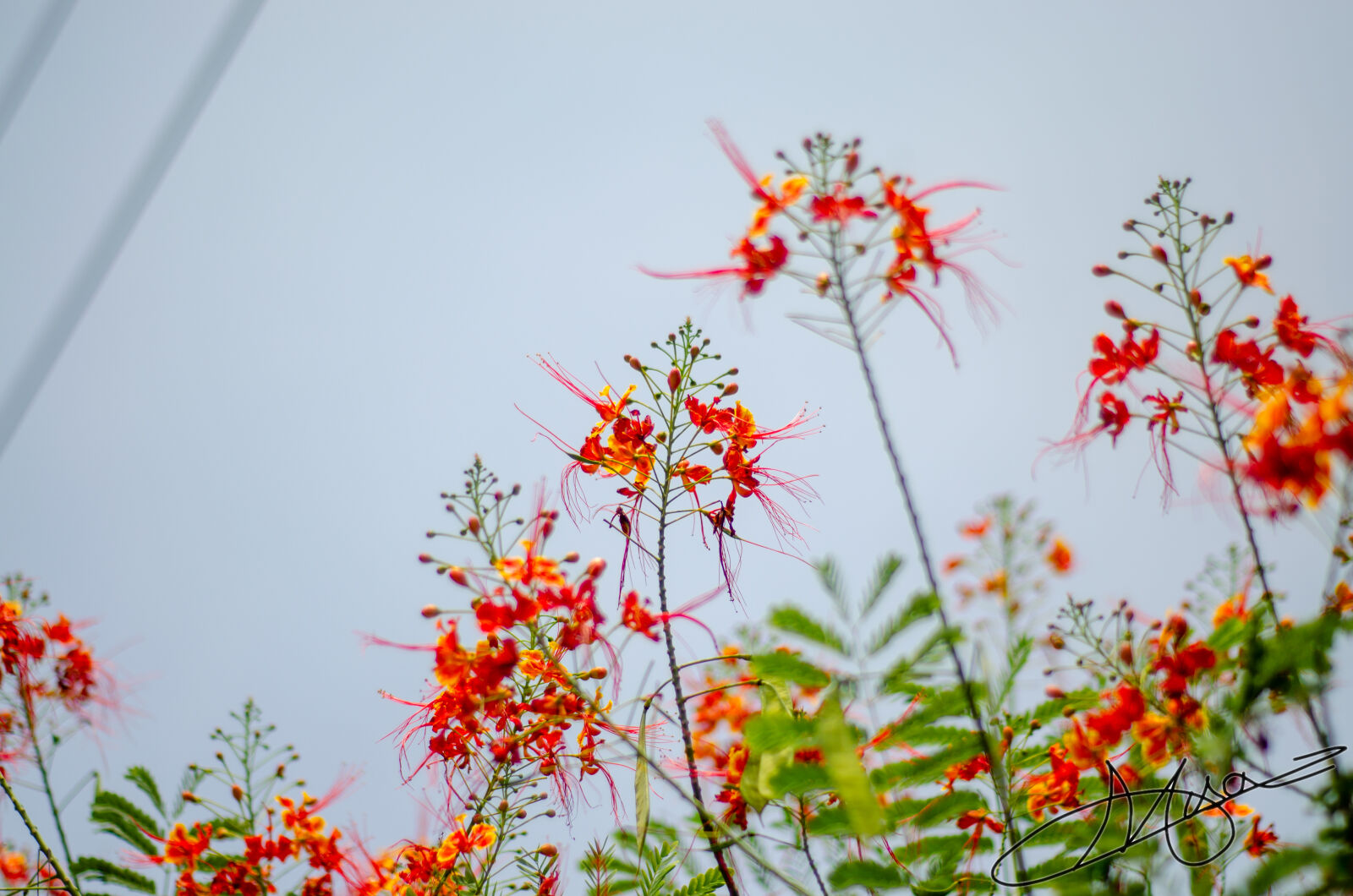 Nikon D5100 sample photo