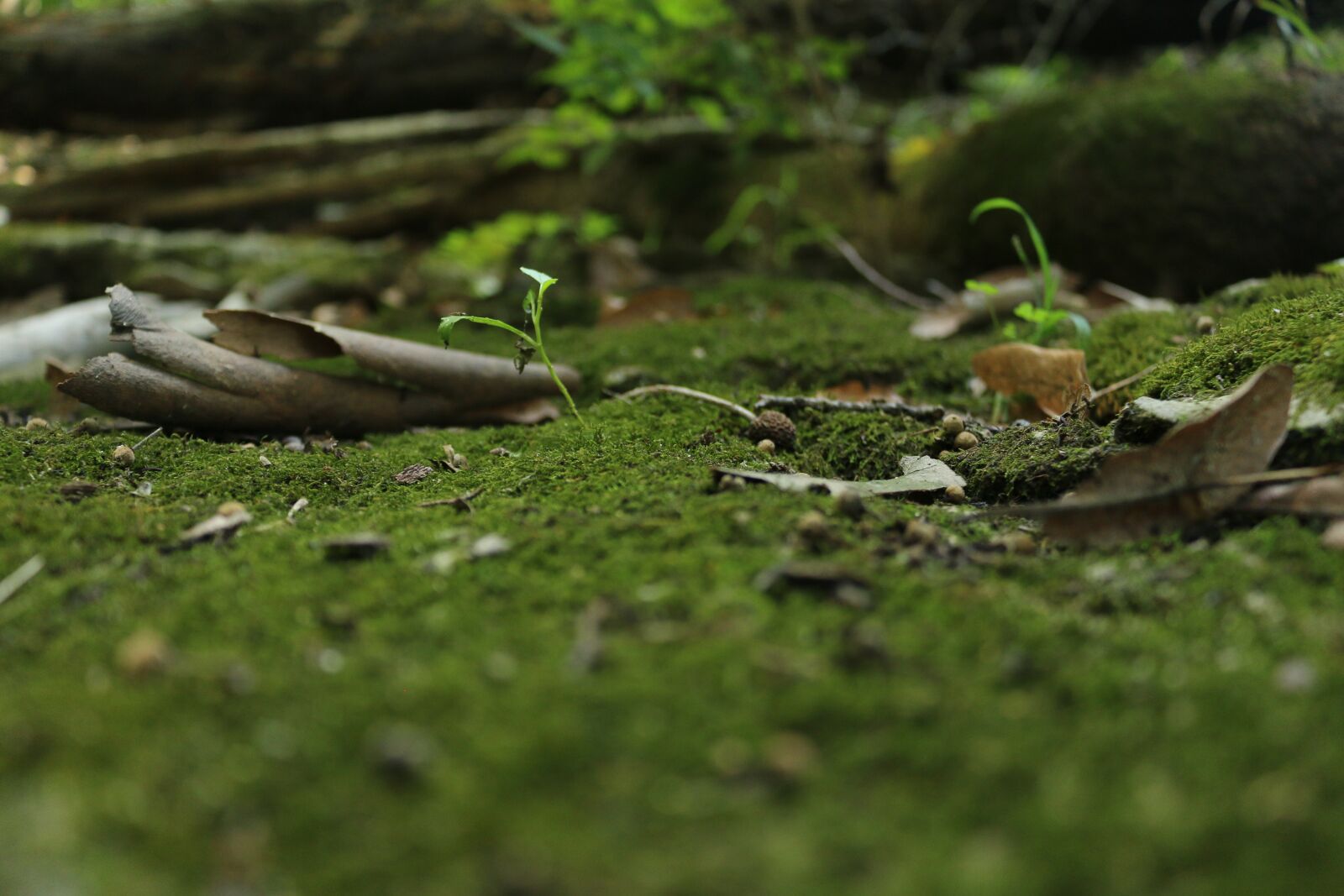 Canon EOS 70D sample photo. Grass, moss, nature photography