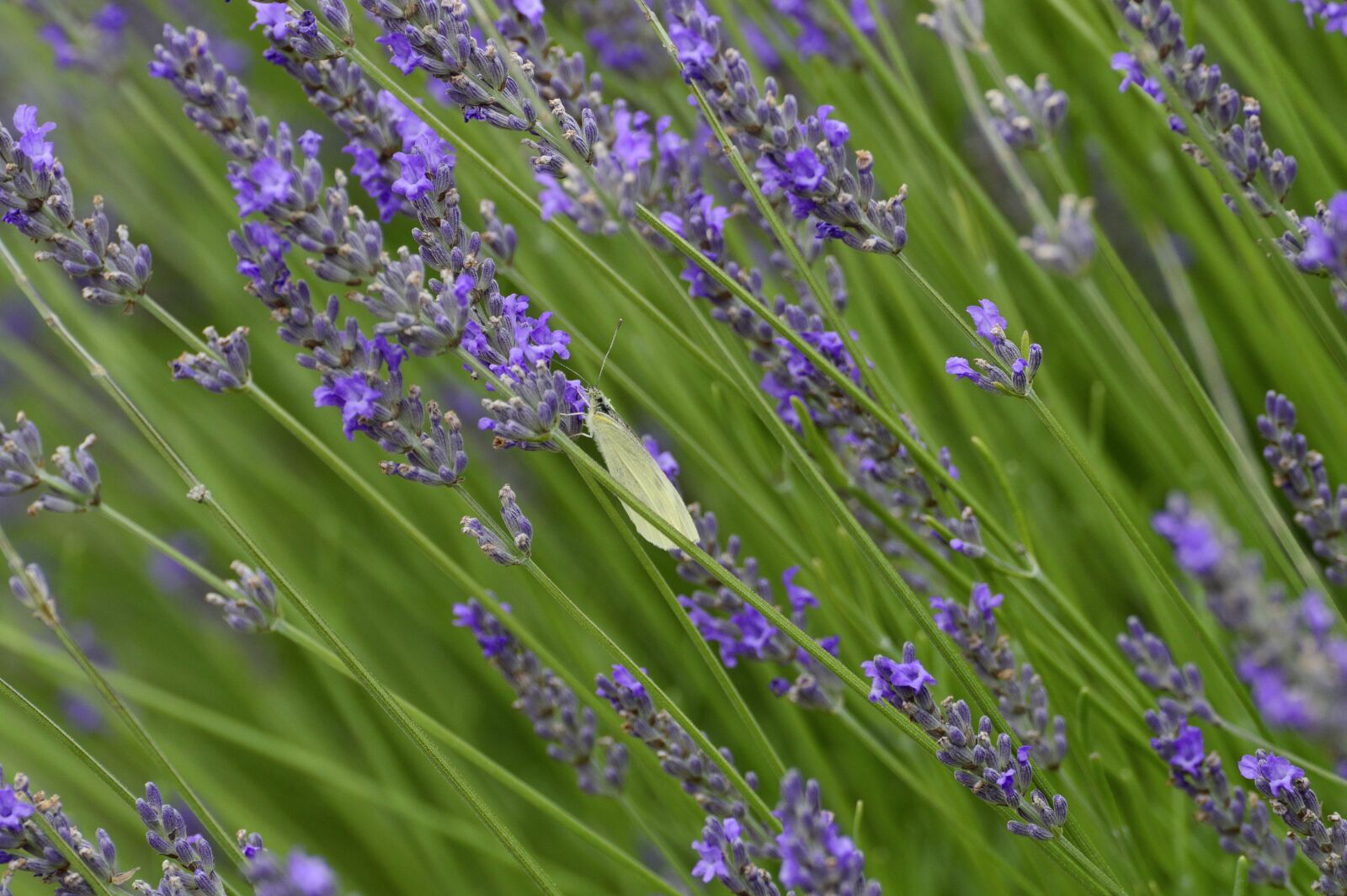 Nikon D3200 sample photo. Lavender, flower, butterfly photography
