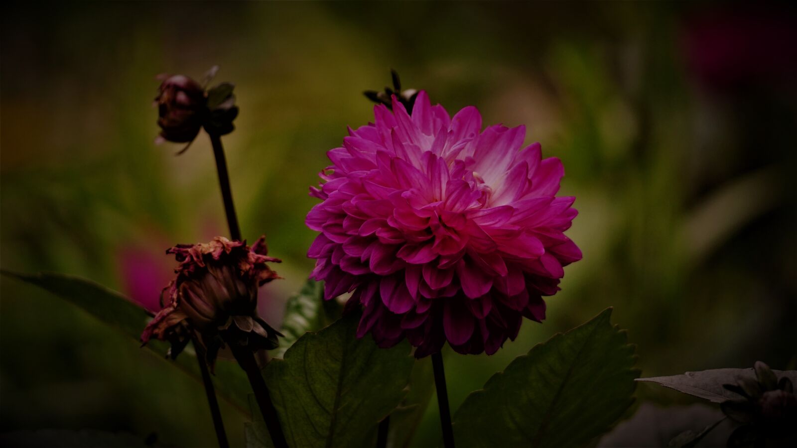 Sony E 70-350mm F4.5-6.3 G OSS sample photo. Dahlia, flower, pink flower photography