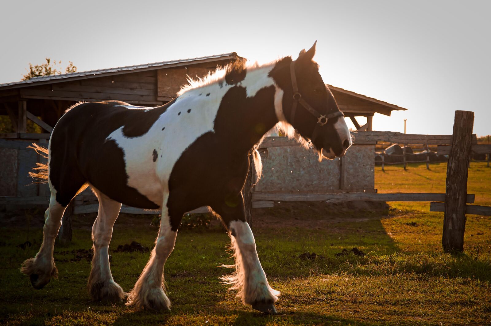 17-50mm F2.8 sample photo. Animal, horse, horses photography