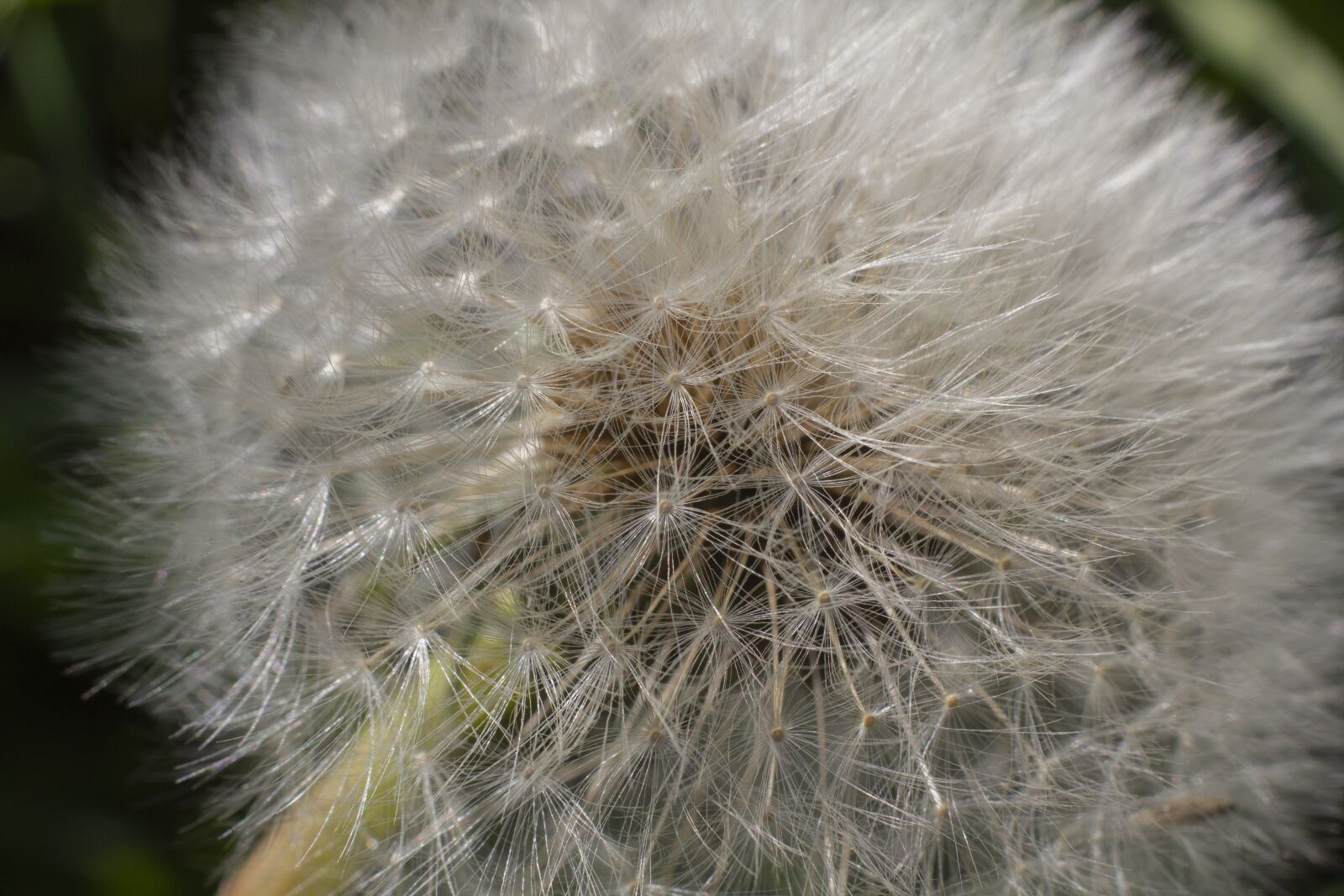 Canon EOS 550D (EOS Rebel T2i / EOS Kiss X4) sample photo. Dandelion, flower, grass photography