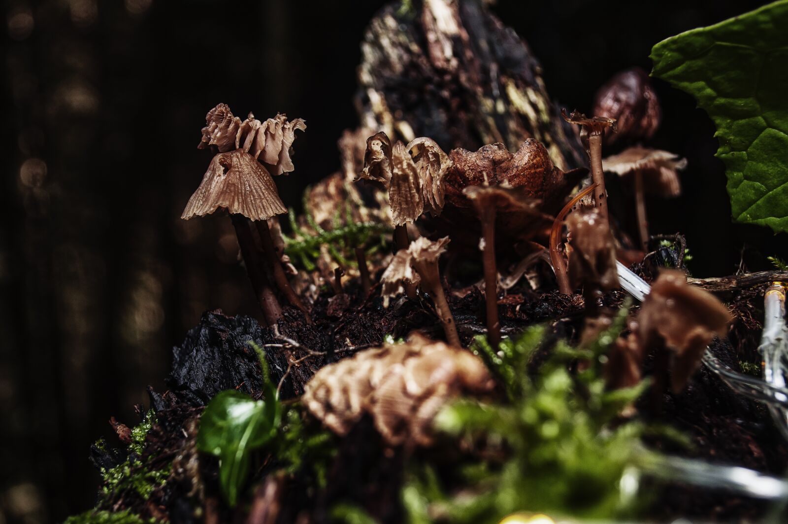 Nikon D90 sample photo. Mushroom, forest, landscape photography