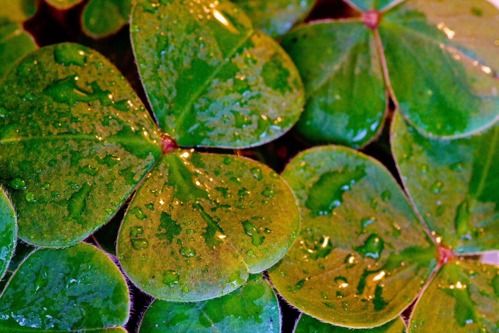 Canon EOS 450D (EOS Rebel XSi / EOS Kiss X2) sample photo. Shamrocks, clover, st patrick's photography