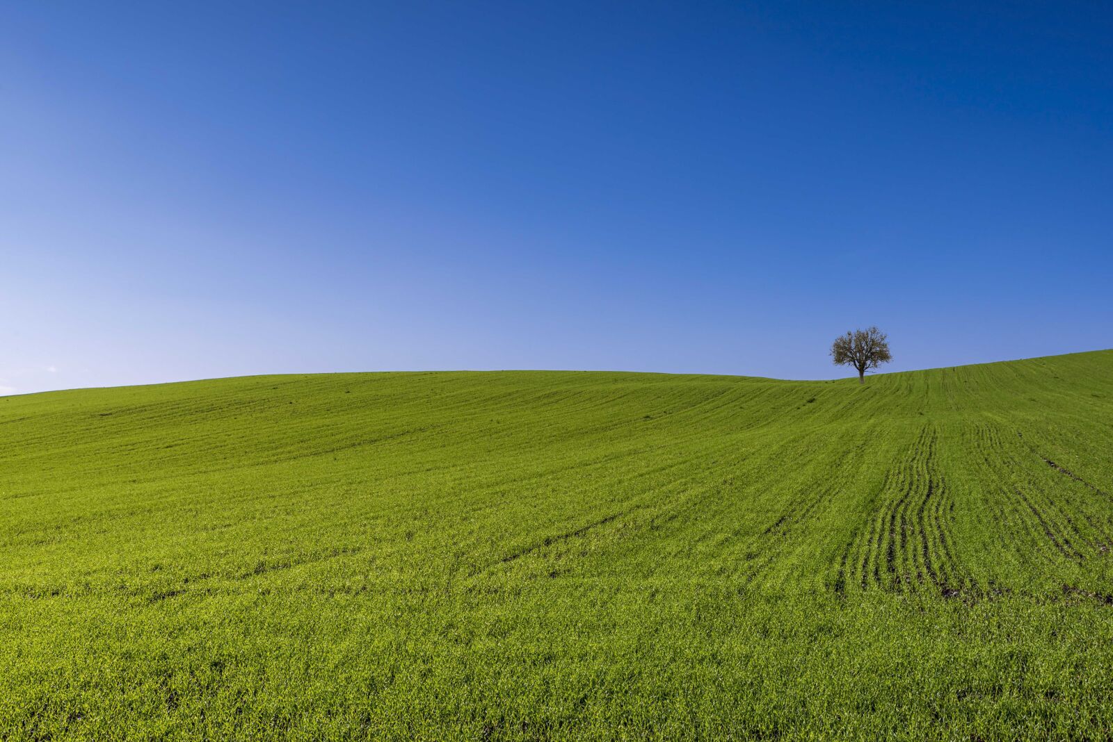 Tamron SP 24-70mm F2.8 Di VC USD sample photo. Field, tree, lonely photography
