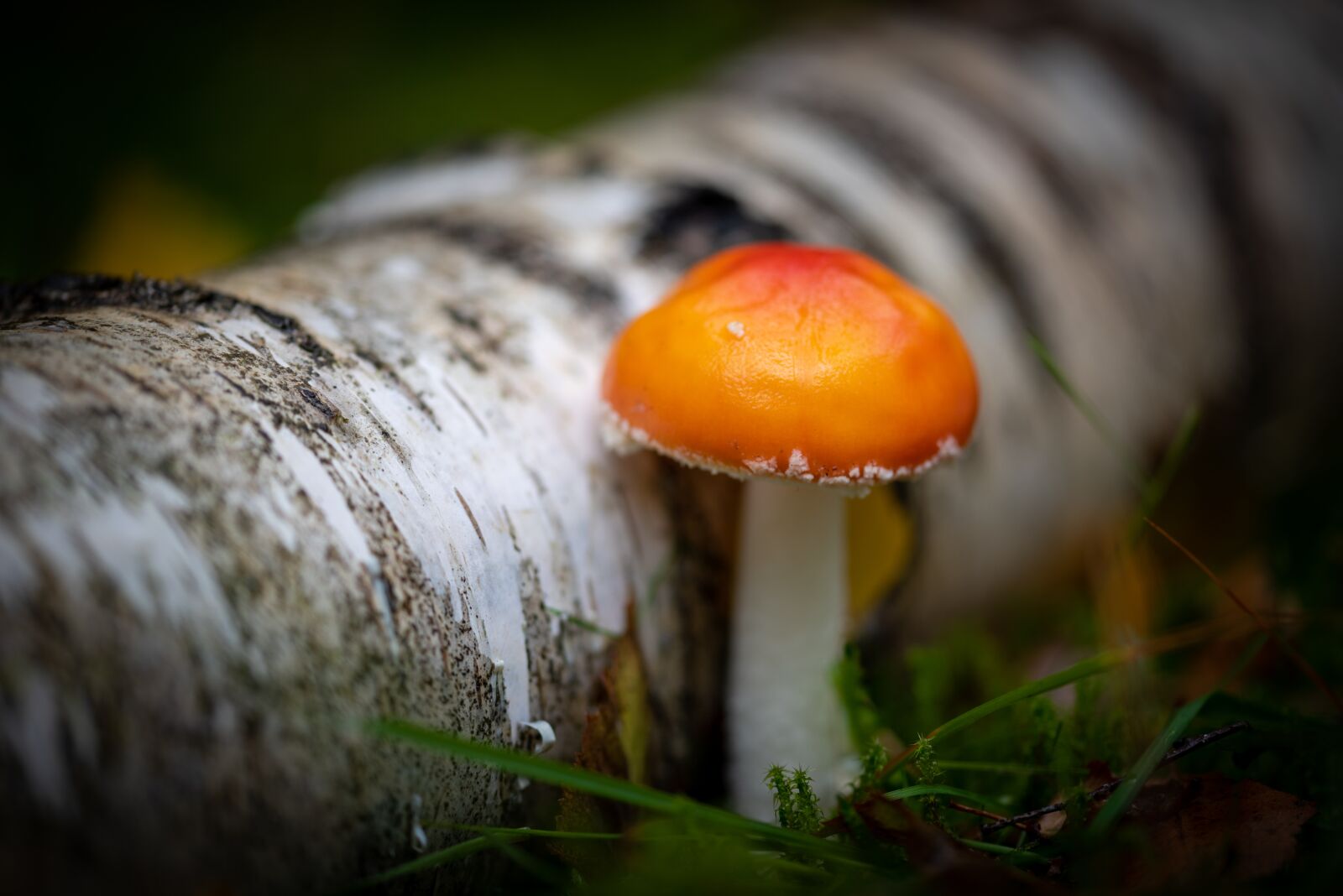 Nikon D750 sample photo. Mushroom, nature, autumn photography