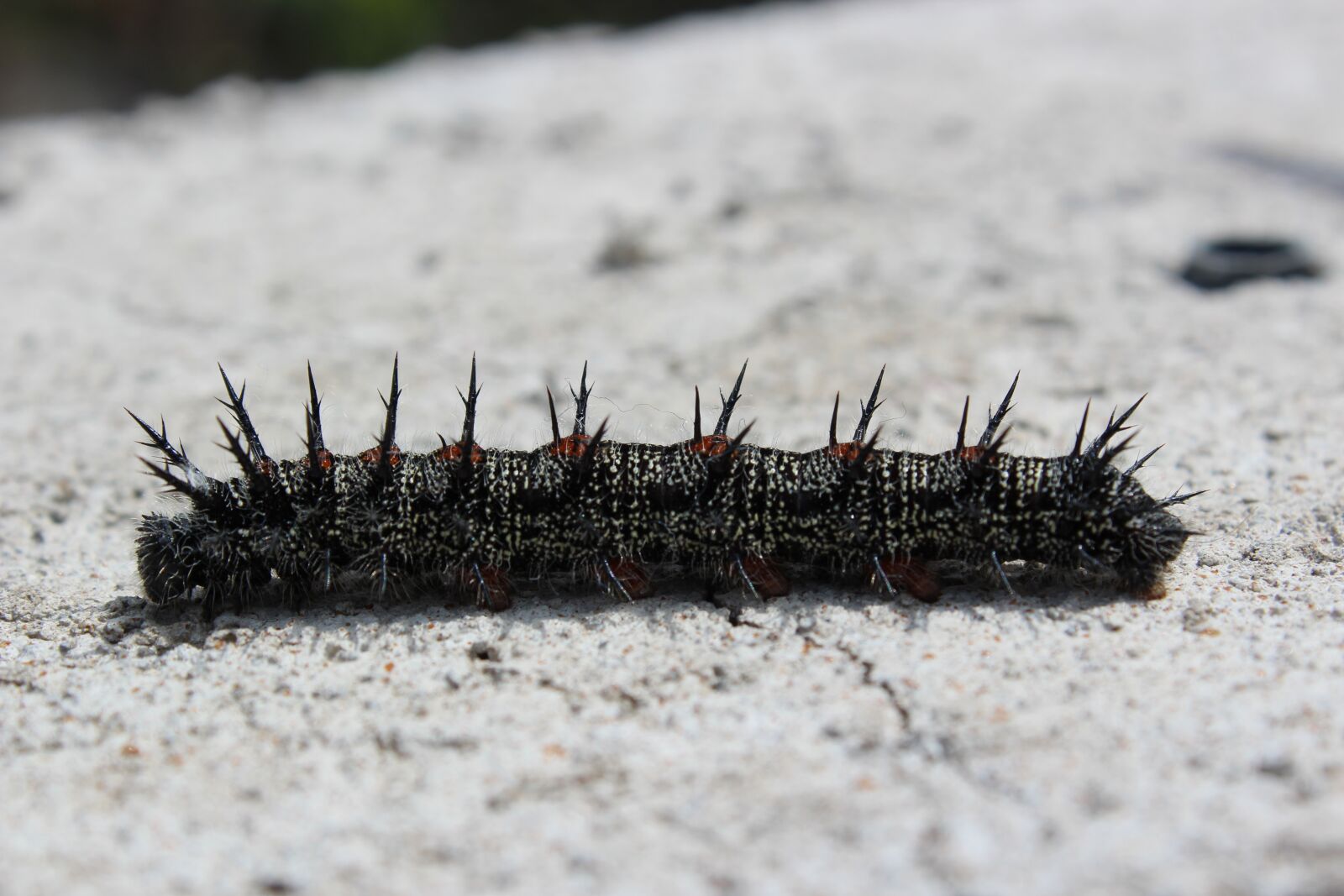 Canon EOS 1300D (EOS Rebel T6 / EOS Kiss X80) sample photo. Caterpillar, worm, nature photography
