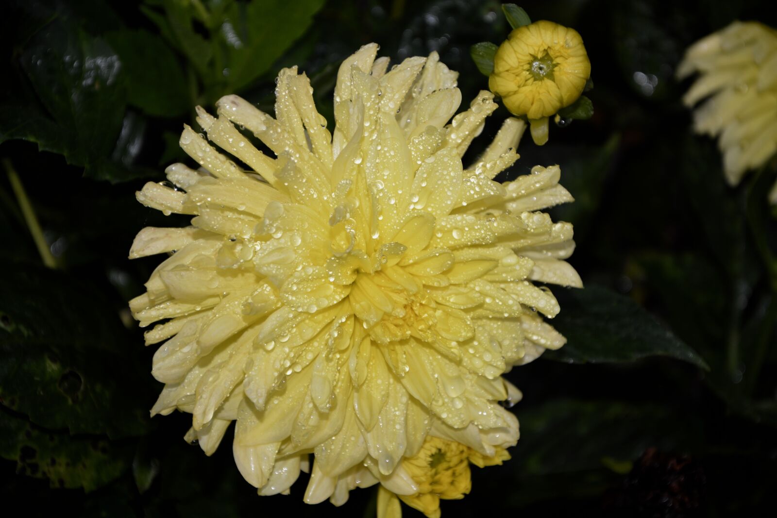 Nikon D5200 sample photo. Flower, yellow flower, button photography
