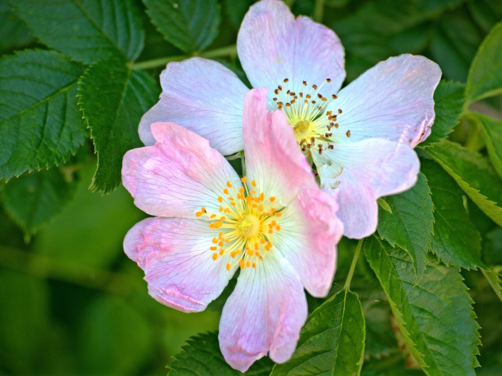 55.0-200.0mm f/4.0-f/5.6 sample photo. Blossom, bloom, wild rose photography
