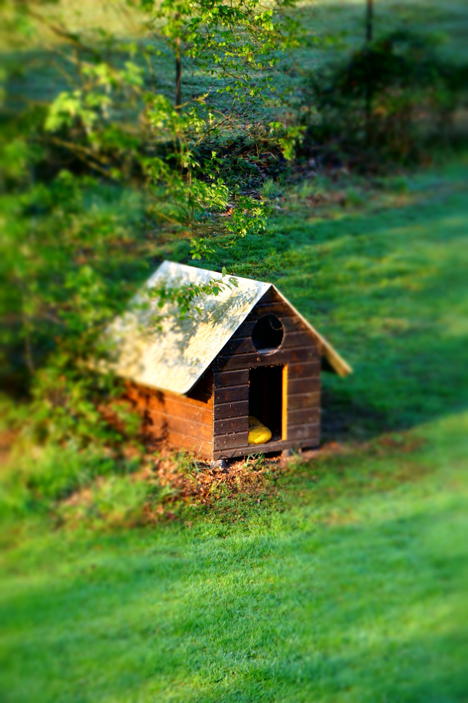 Sony E 55-210mm F4.5-6.3 OSS sample photo. Dog, hut, lonely photography